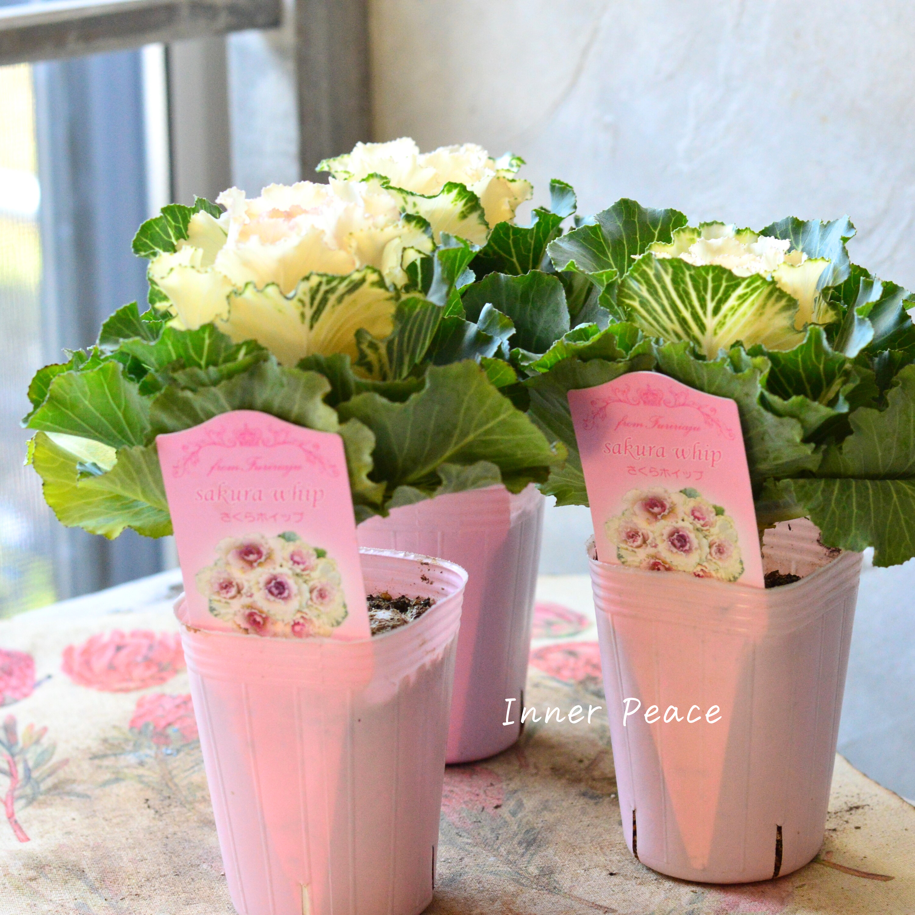 【かわいい】 葉牡丹 『さくらホイップ』 2.5寸ロングPOT