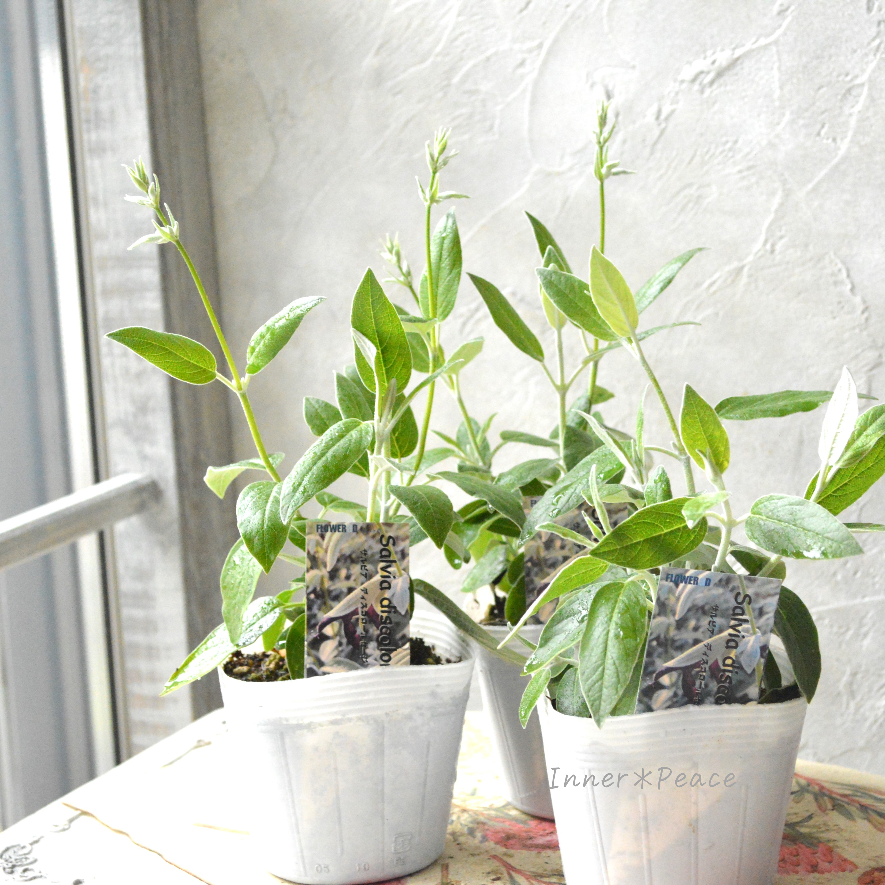 【希少】 サルビア 『ディスコロールカラー』 3.5寸POT