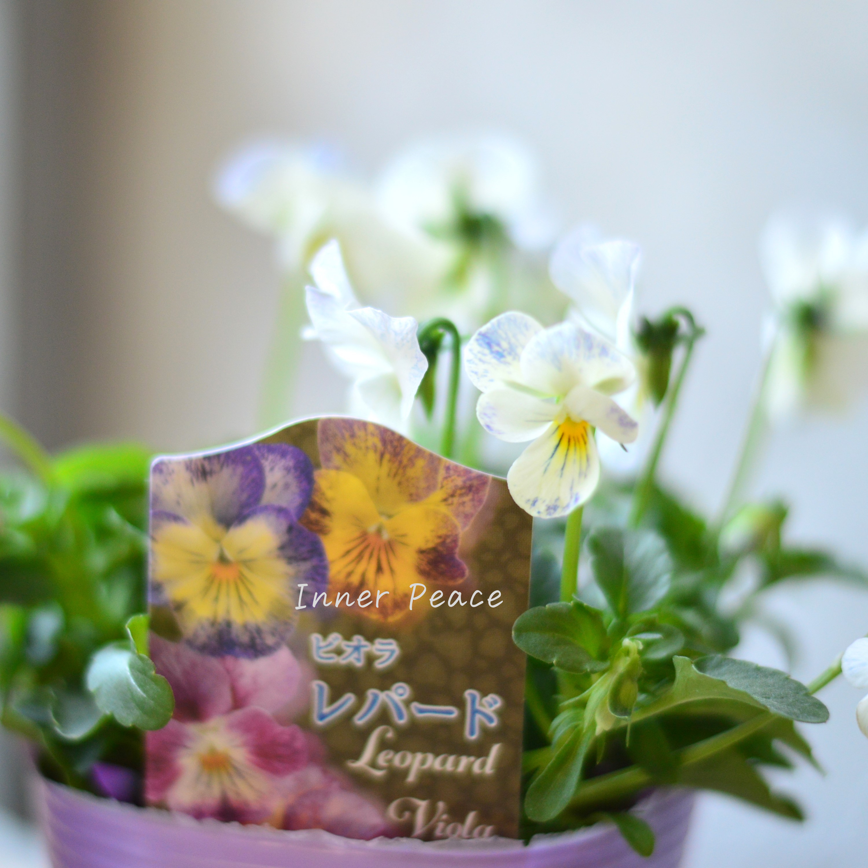 【花夢園芸さん】 ビオラ 『レパード・Aタイプ』 3寸ロングPOT