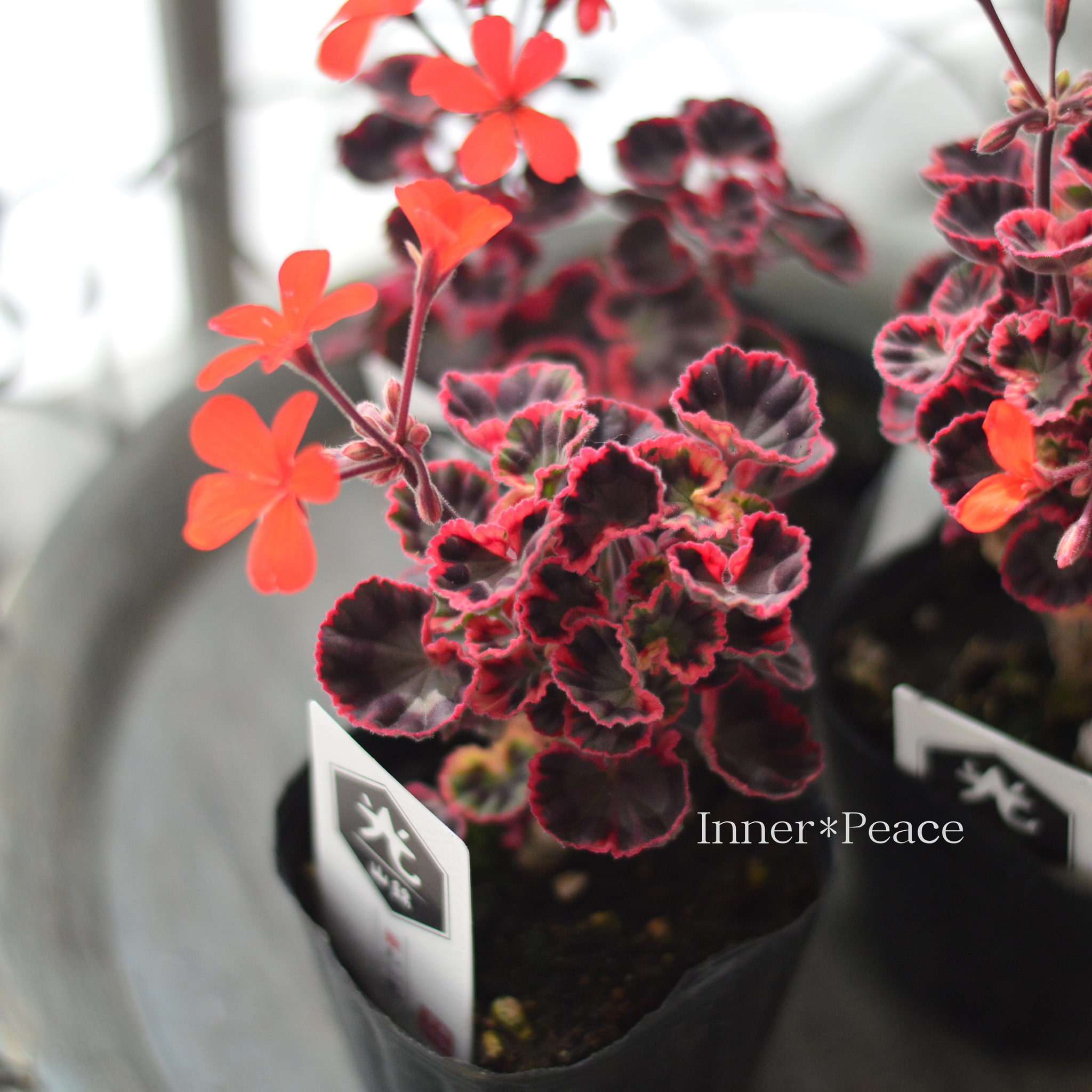 個性的】 変わり葉ゼラニウム 『光山錦 コウザンニシキ』 3寸POT