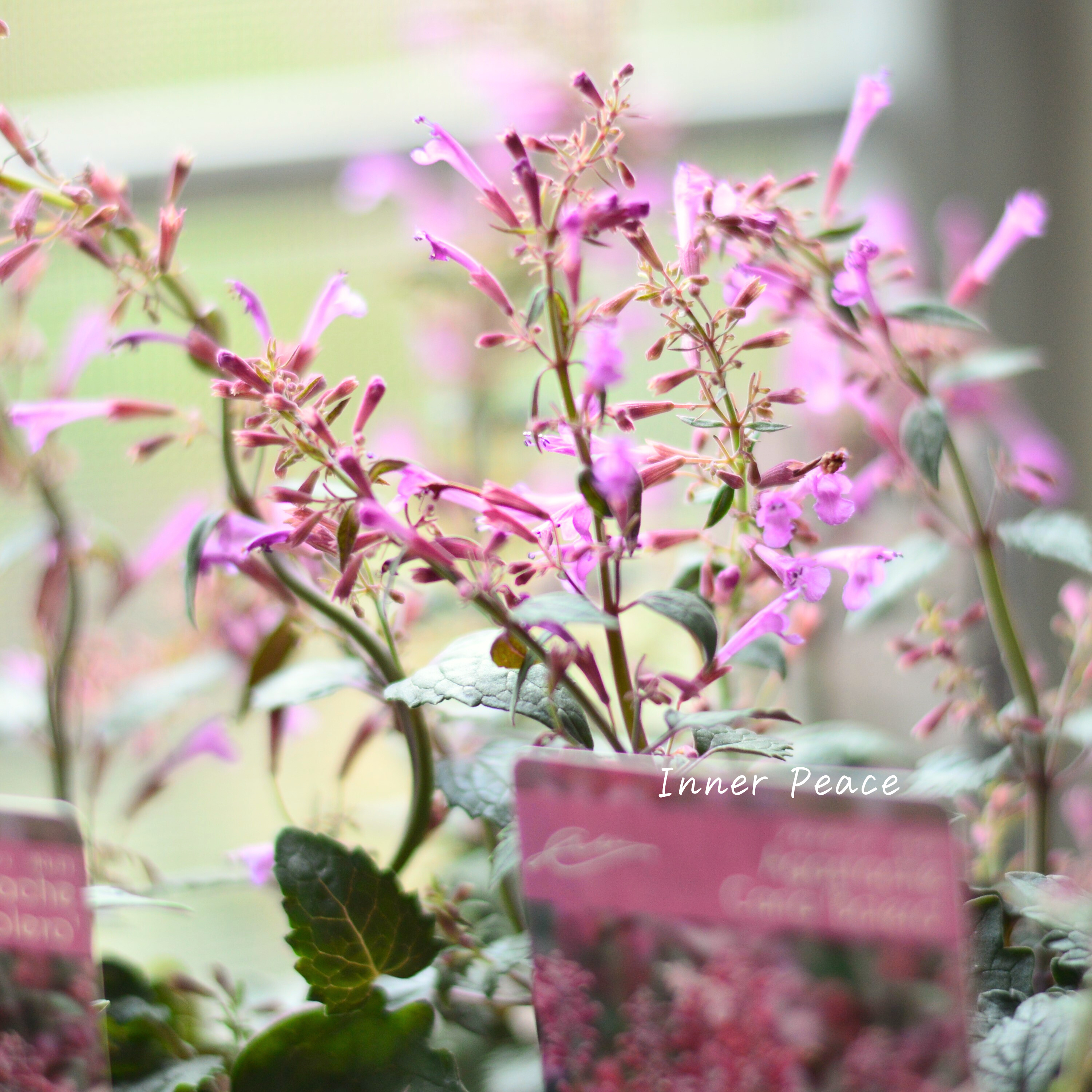 【暑さ寒さに強い】 アガスターシェ 『ボレロ』 植え込み用 3寸ロングPOT