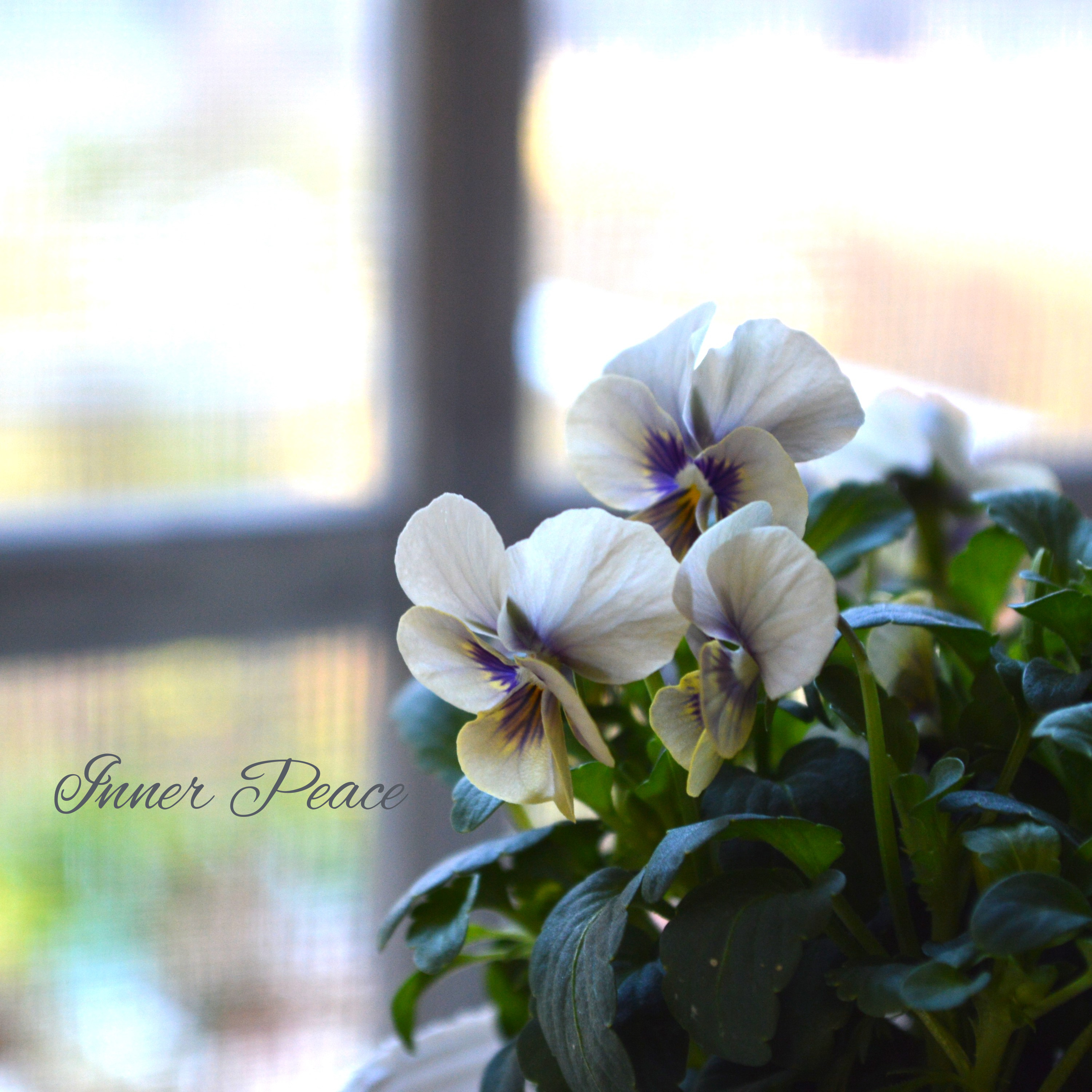 【希少】 北島園芸さんのビオラ 『藍月』 3.5寸POT