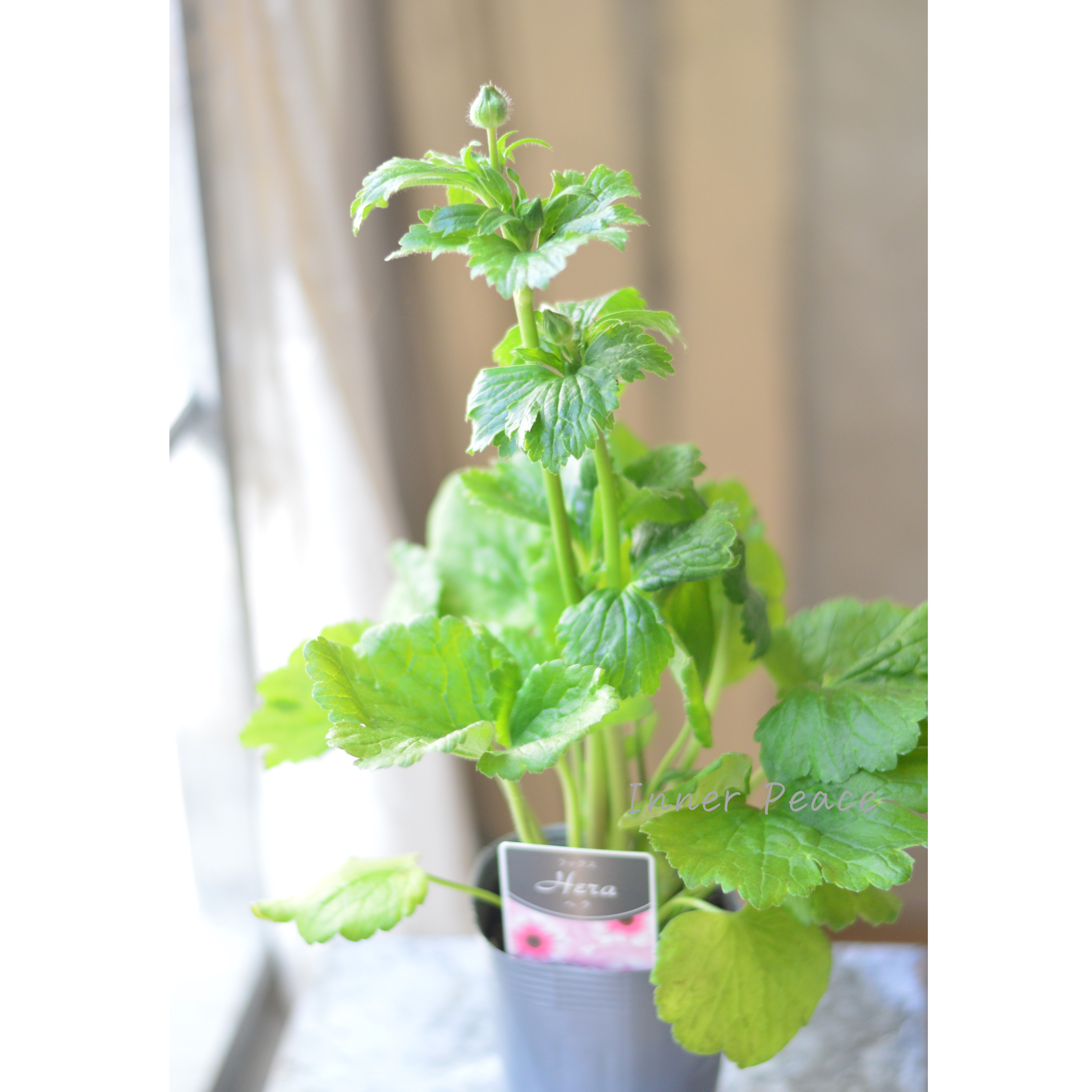 【美しい】 ラナンキュラス・ラックス 『ヘラ』 3.5寸POT