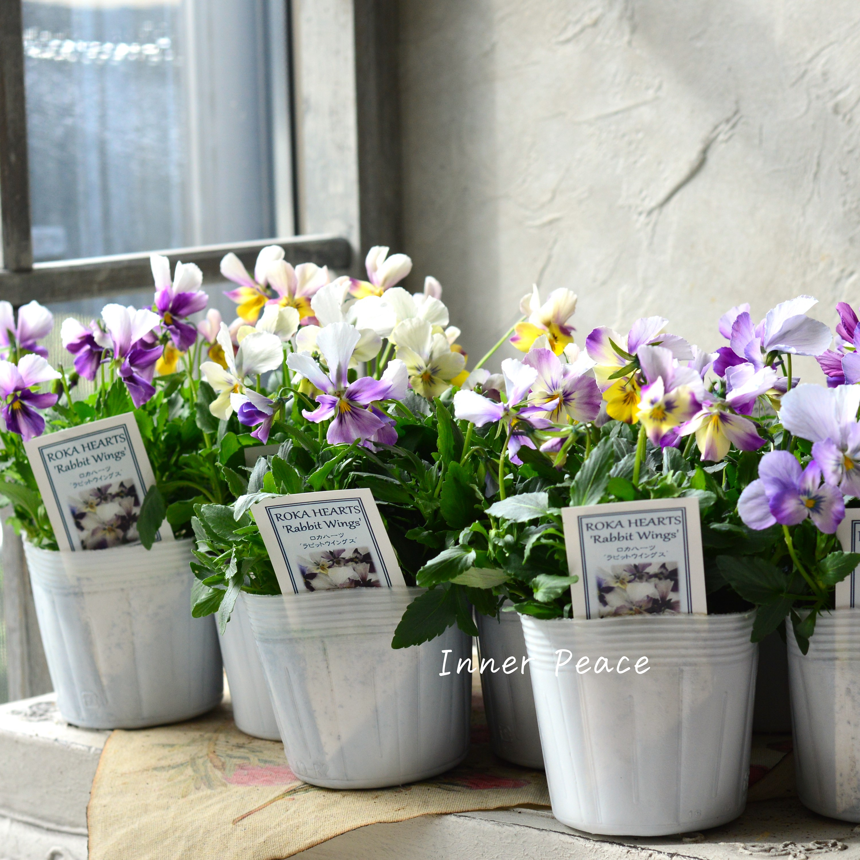 【美しい】 ビオラ ロカハーツ 『ラビットウイングス』 3.5寸POT