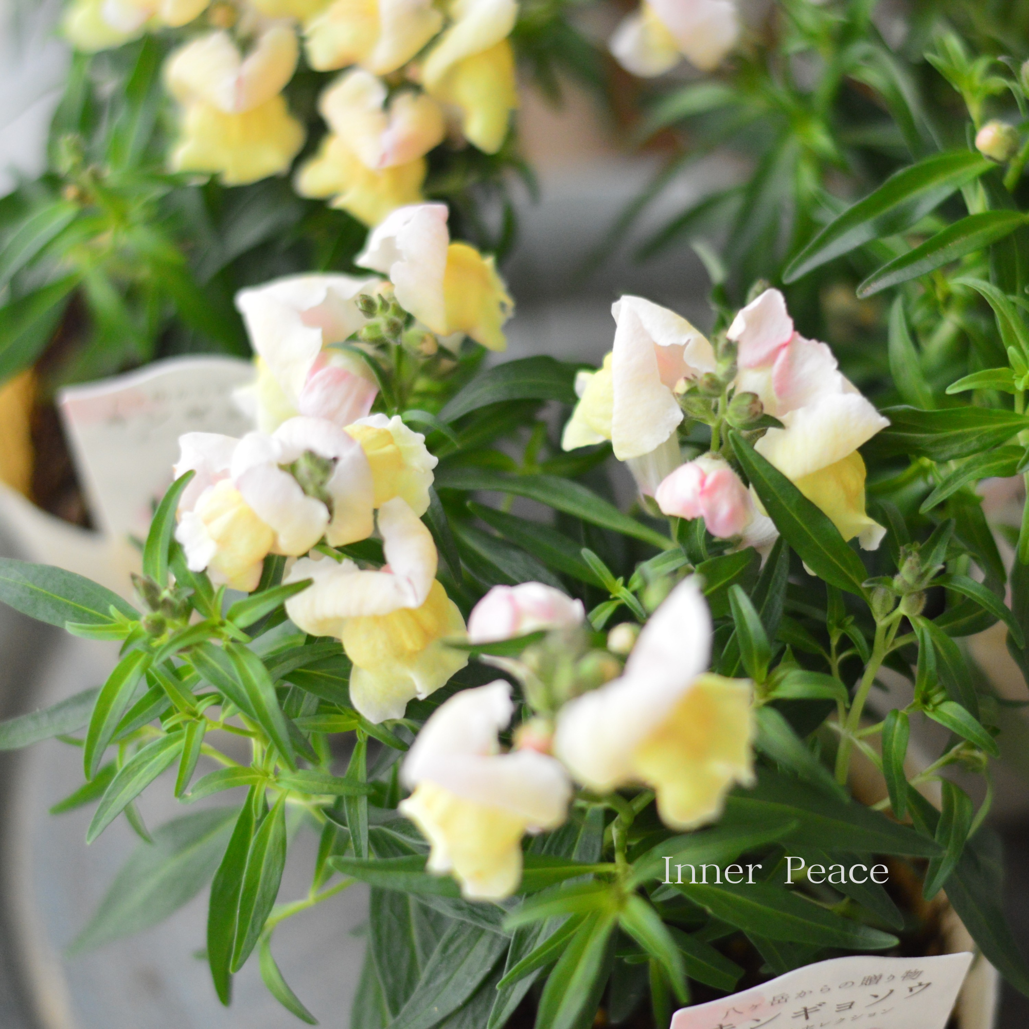 【かわいい】 キンギョソウ 『オータムセレクション D』 3.5寸POT