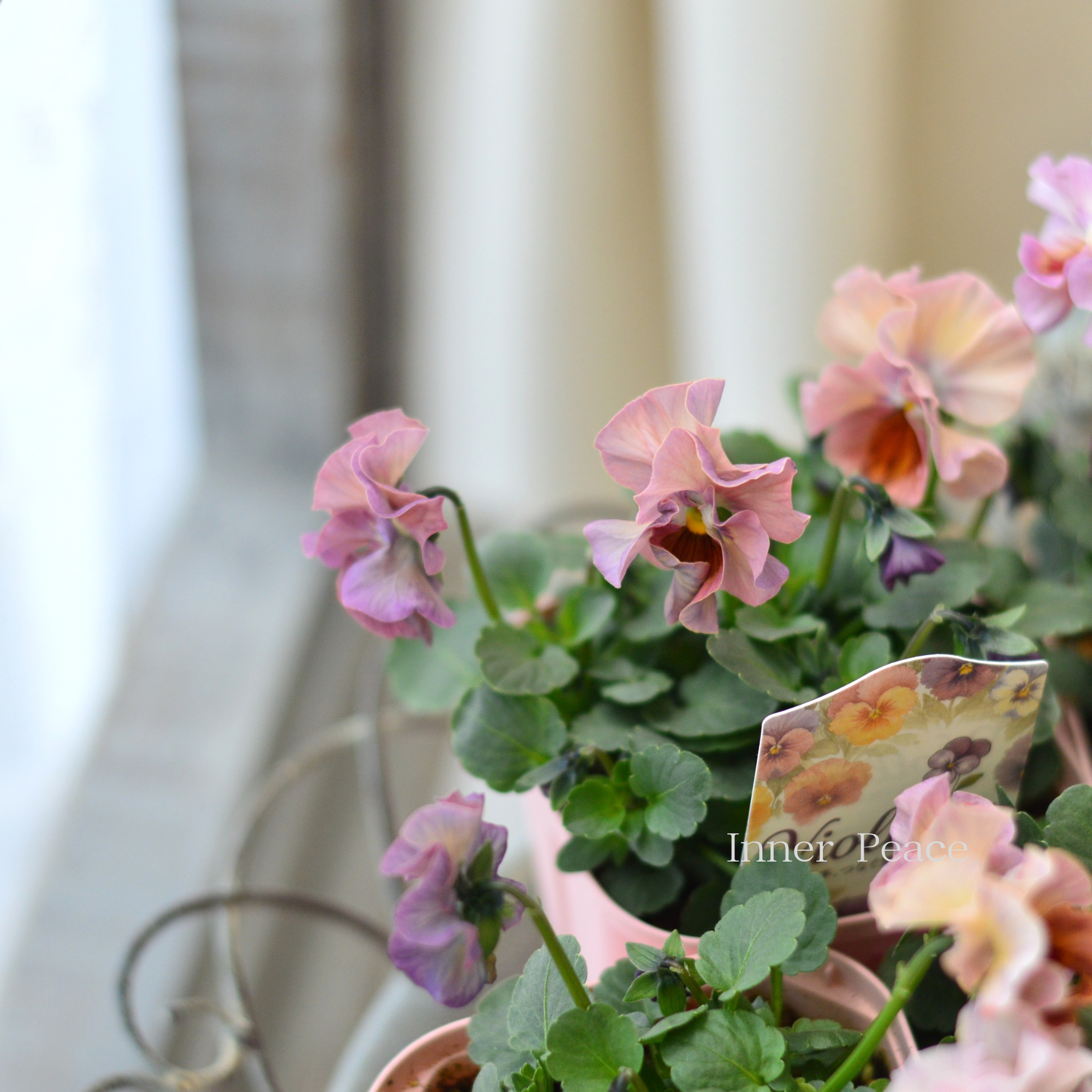 【かわいい】 ビオラ 『ビオリーナ』 3.5寸硬質POT