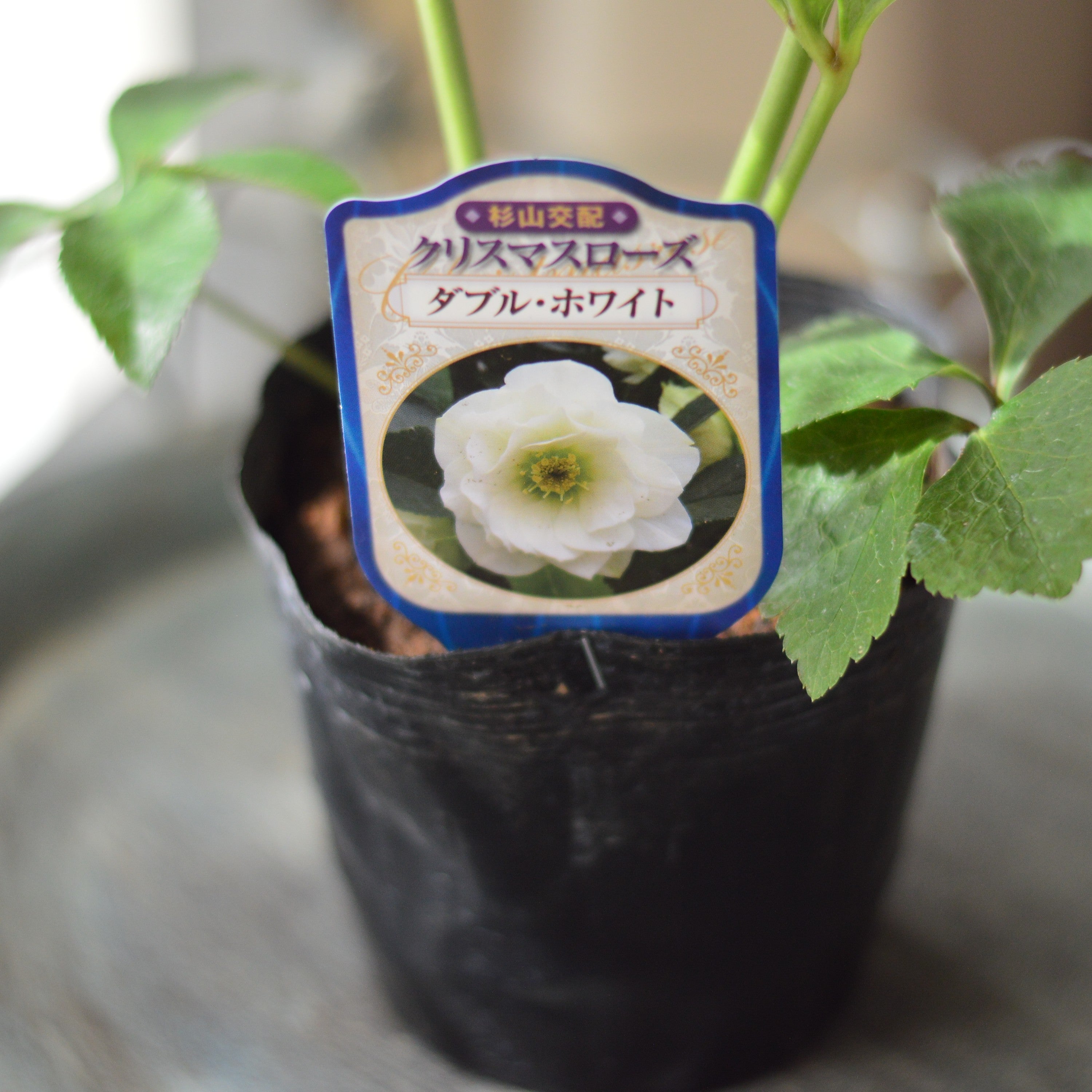 【杉光園芸さん】 クリスマスローズ 『ダブル・ホワイト』 4寸POT