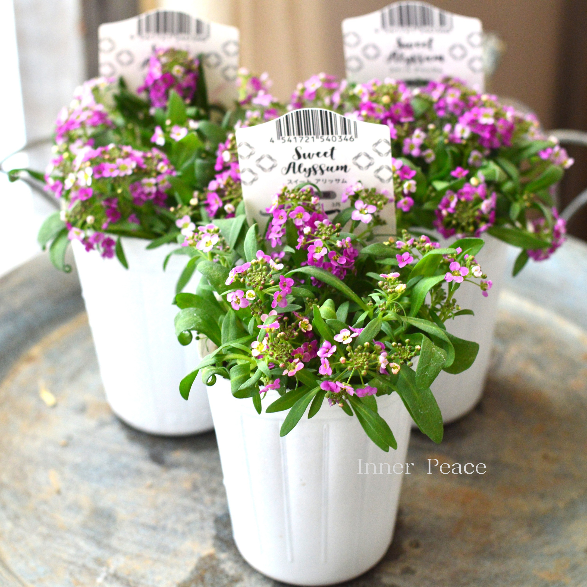 【かわいい】 スイートアリッサム 『アルーレ・ピンク系』 2.5寸POT