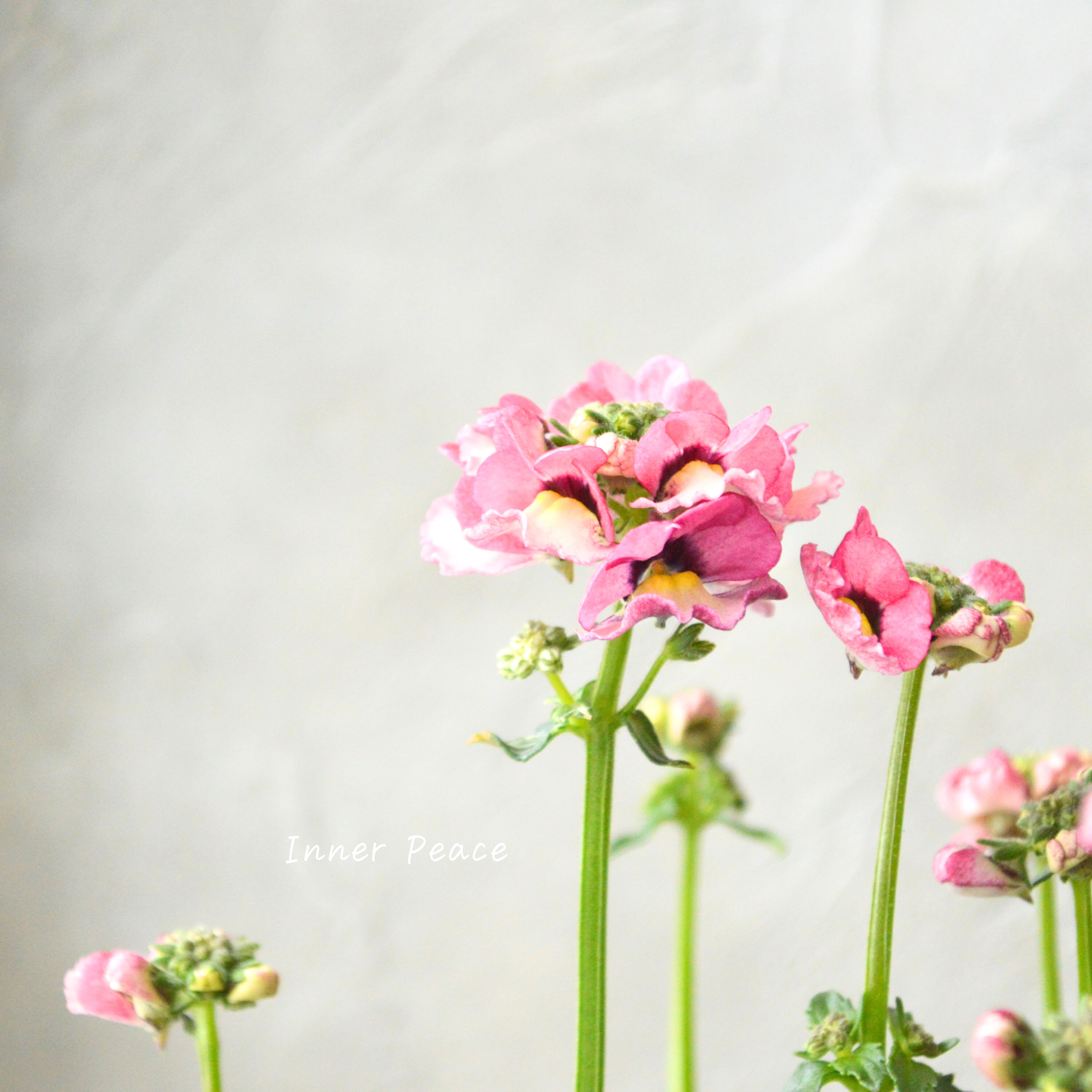 【花芳さん】 ネメシア 『マリー・ラヴィアンローズ』 3.5寸POT