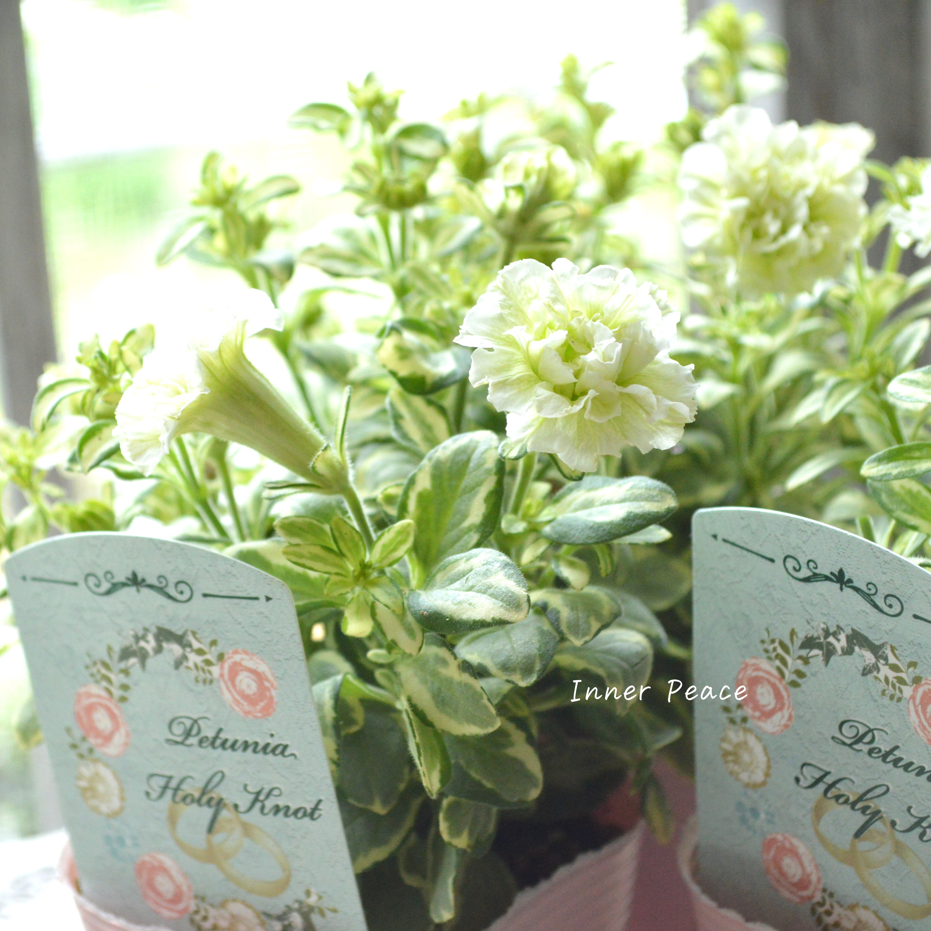 【希少】 斑入りペチュニア 『ホーリーノット』 3.5寸POT