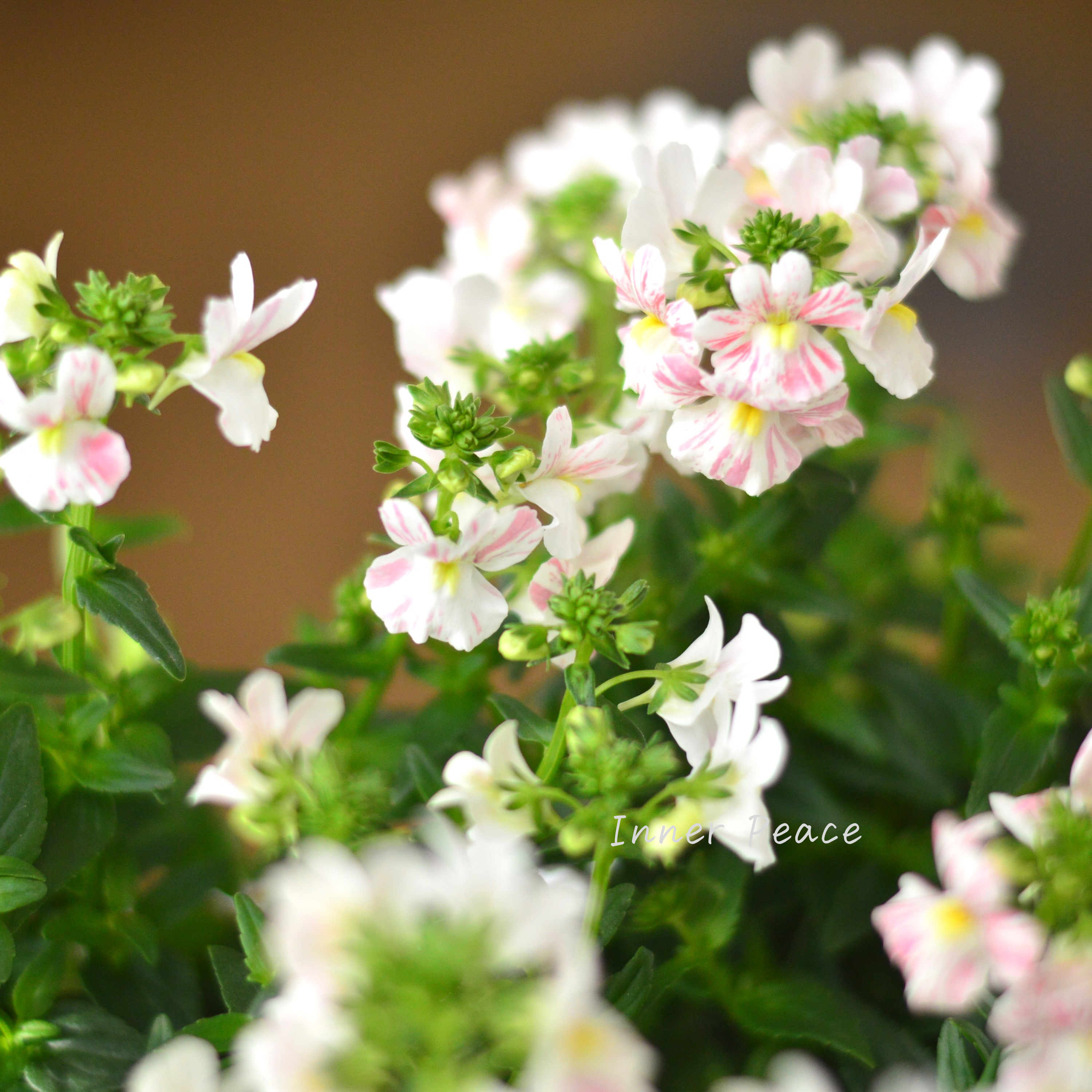 【ゲブラさん】 ネメシア 『フェアリーマーブルピンク』 3.5寸POT