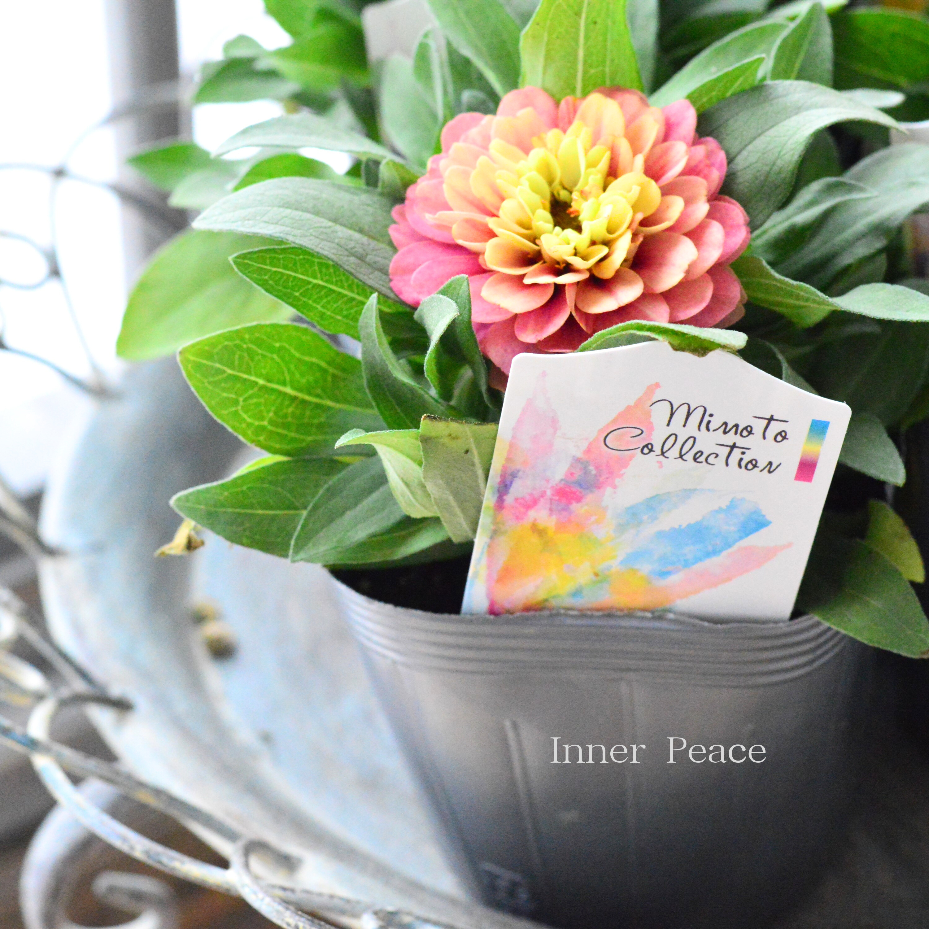 【かわいい】 ジニア 『ベリーズダブル・ピンクオレンジ系』 3.5寸POT