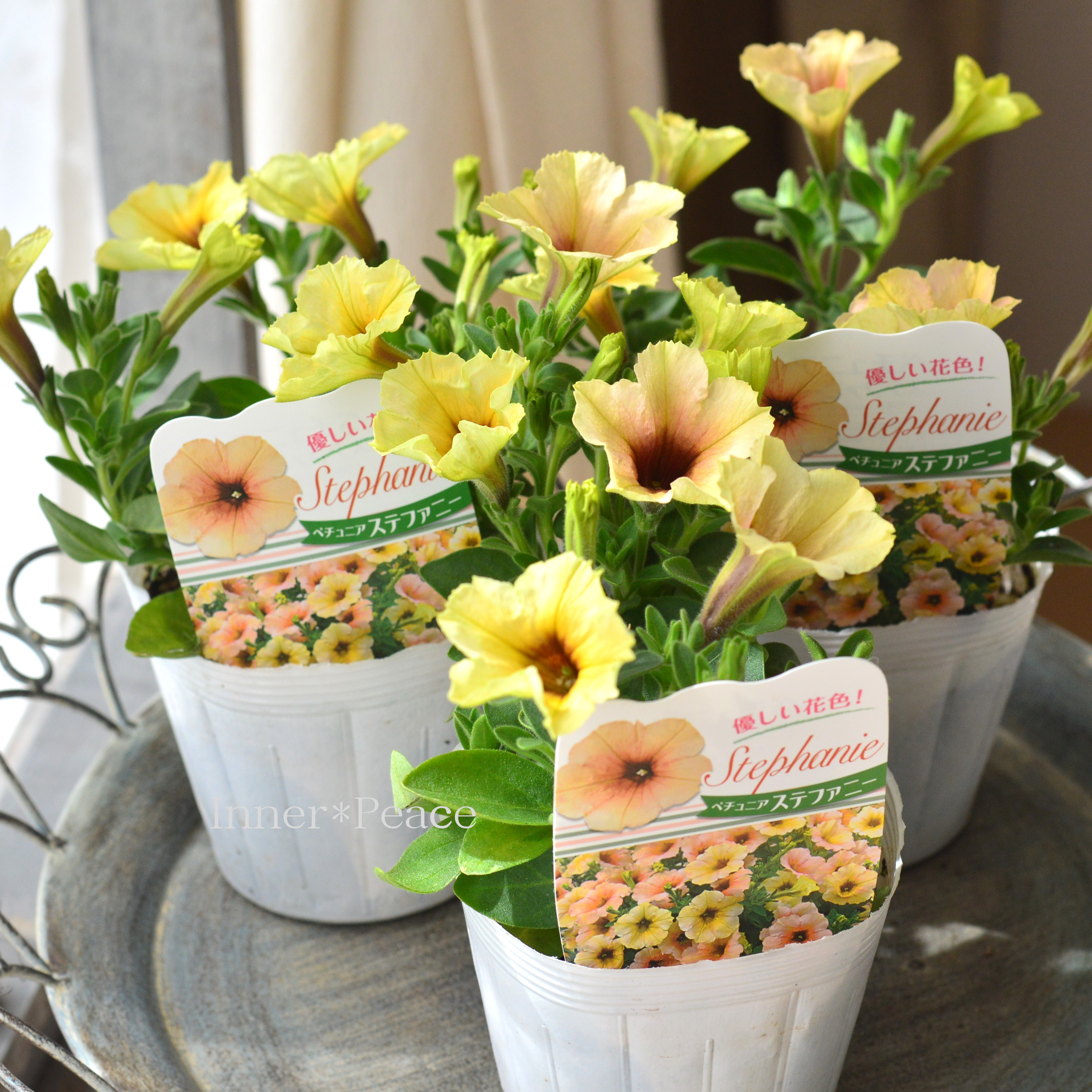 【人気】 ペチュニア 『ステファニー』 3.5寸POT