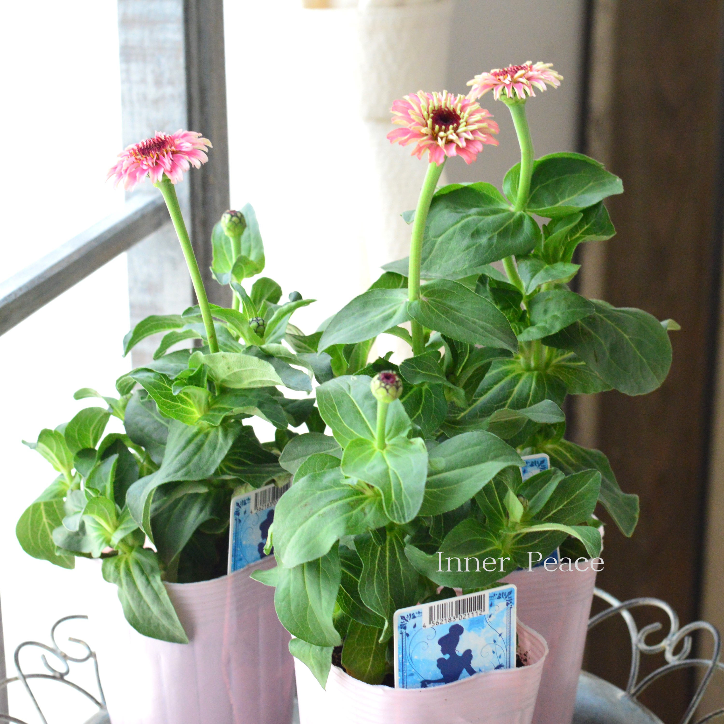 【かわいい】 ジニア 『シンデレラフィズ』 3.5寸ロングPOT