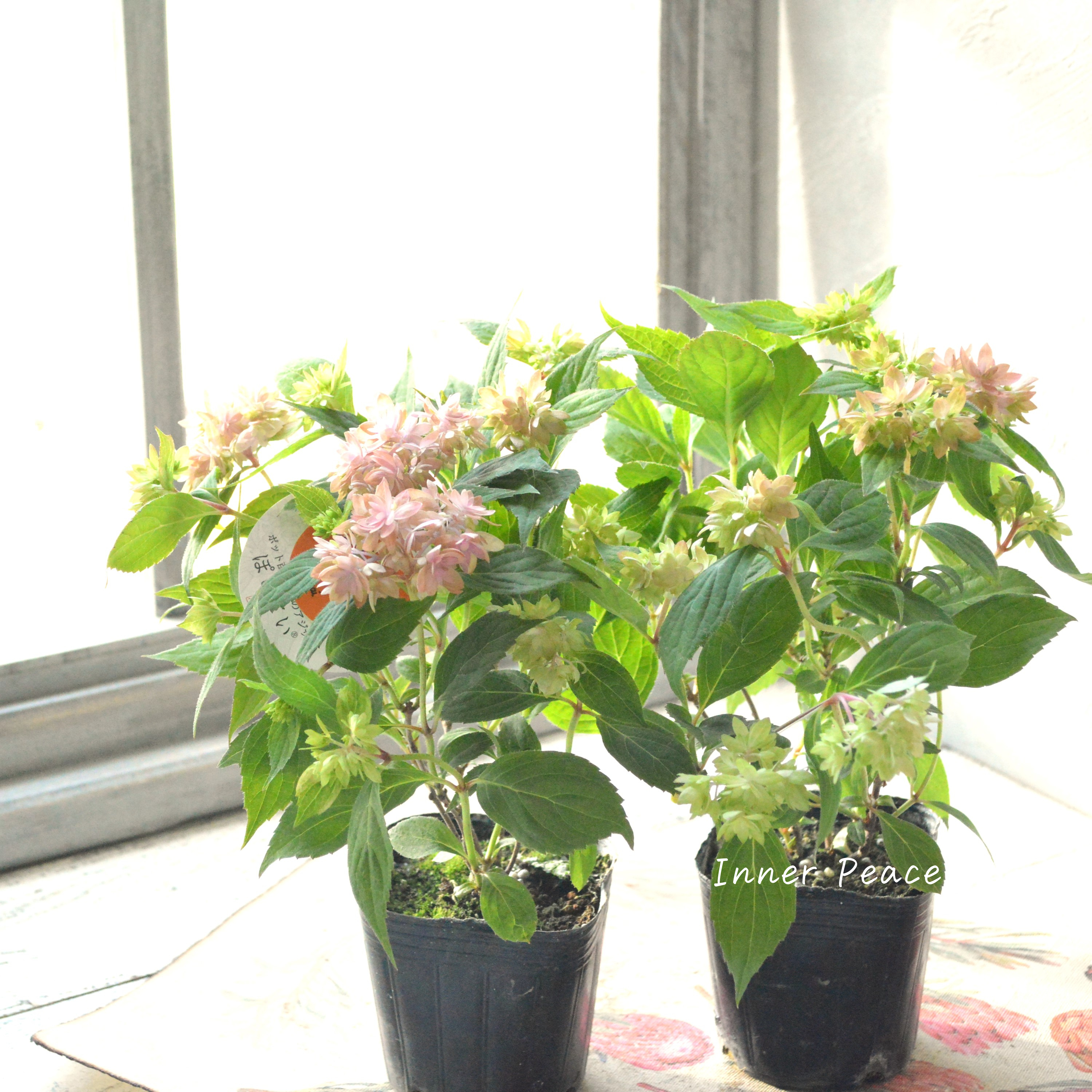 【吉岡麗子さん】 紫陽花 (ぽじさい)『マルルー・ピンク系』 3号POT