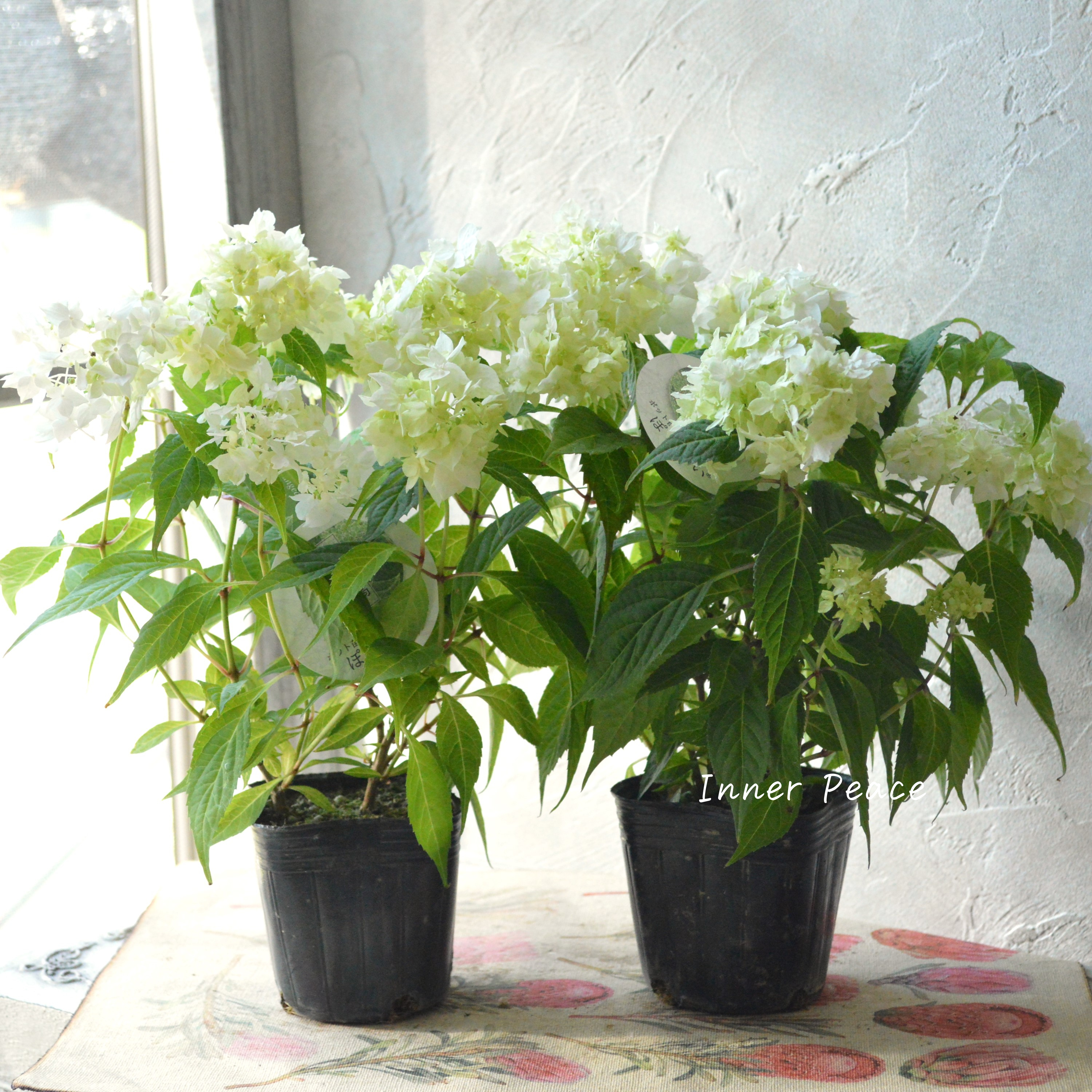 【吉岡麗子さん】 紫陽花 『白扇』 3号POT