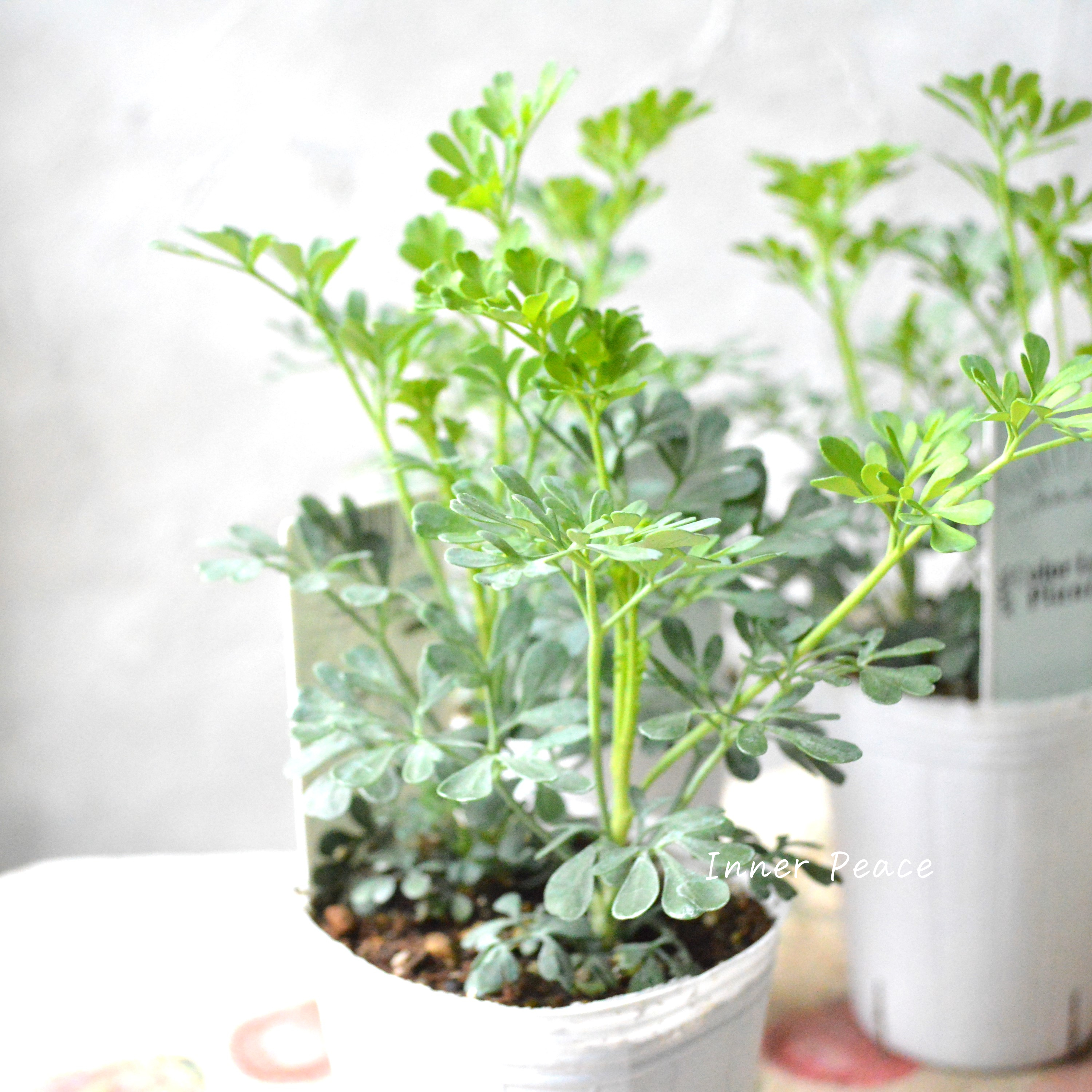 【常緑】 ガーデン・ルー 2.5寸POT