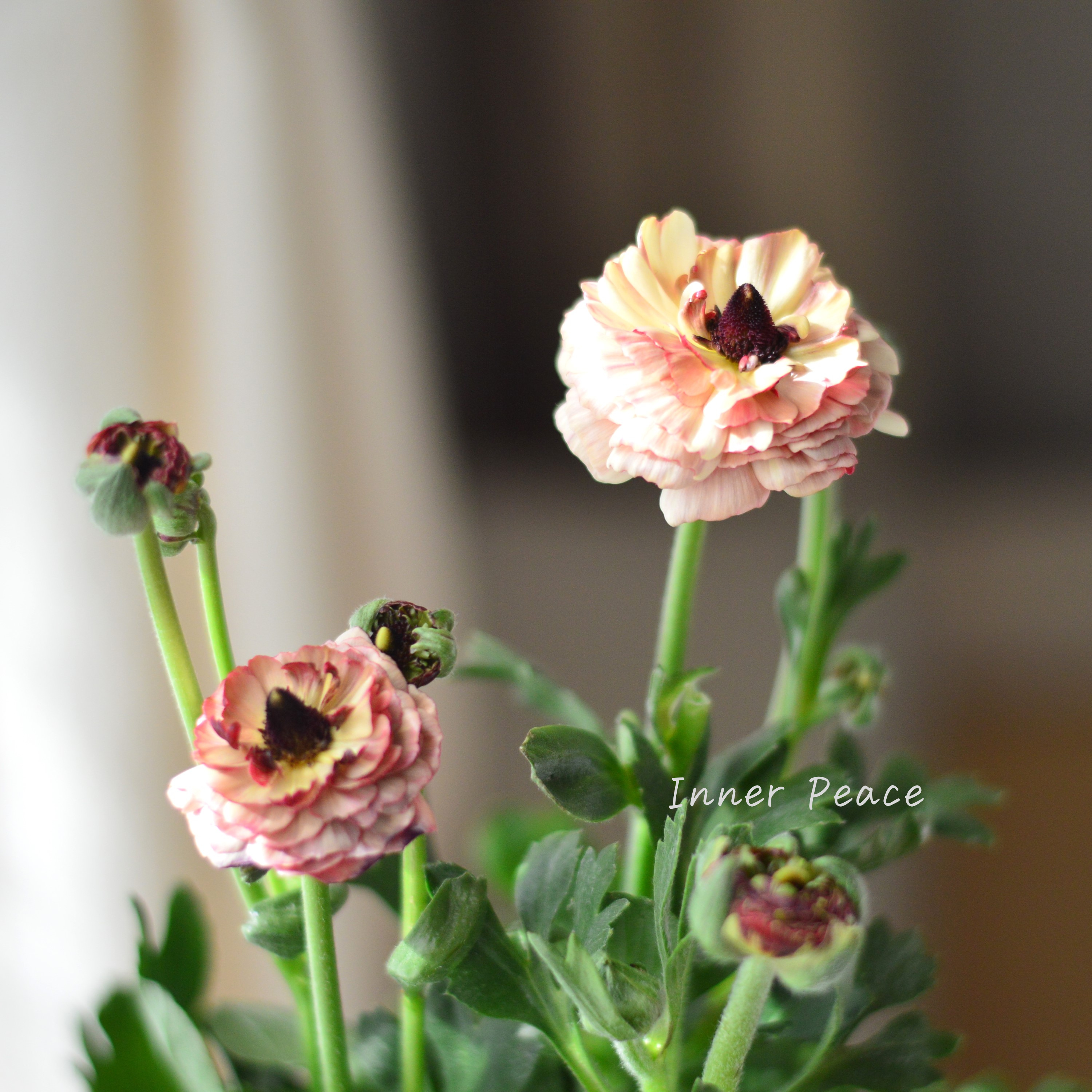 【綾園芸さん育種】 ラナンキュラス 『イカロス・アンティーク系』 4寸ロングPOT