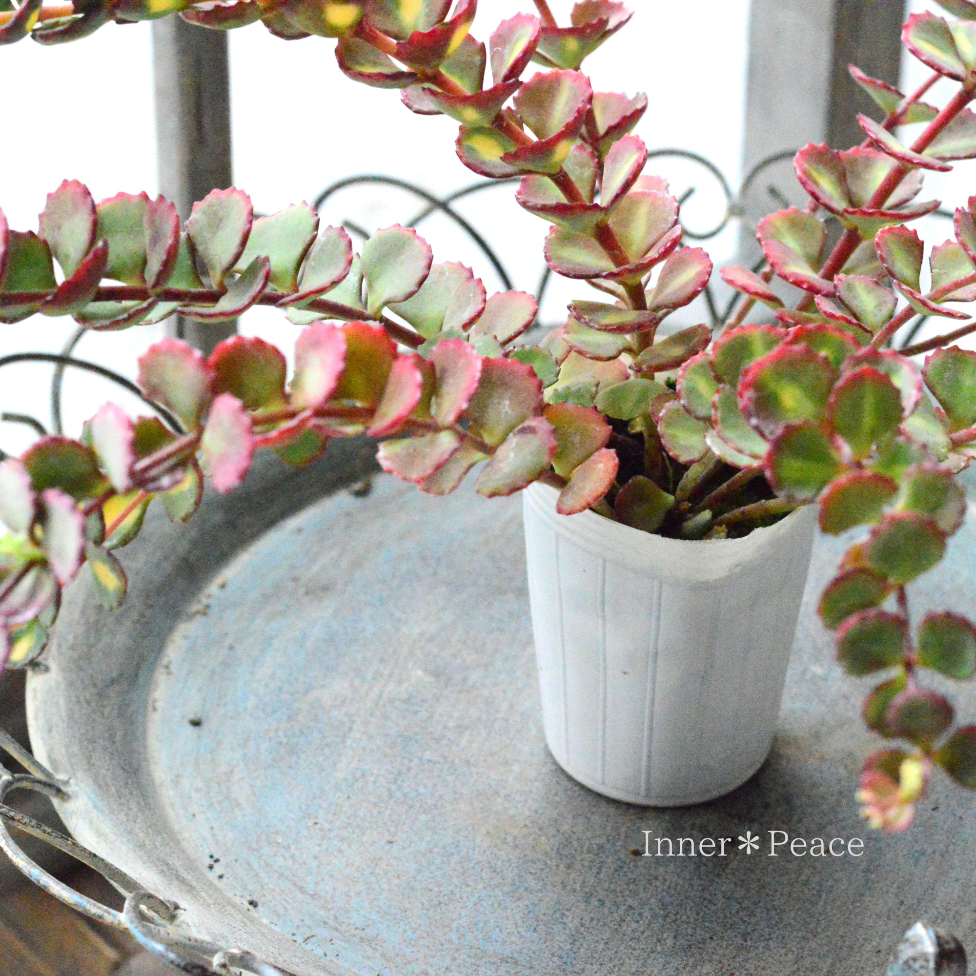 【寒さに強い】 斑入りミセバヤ 2.5寸POT