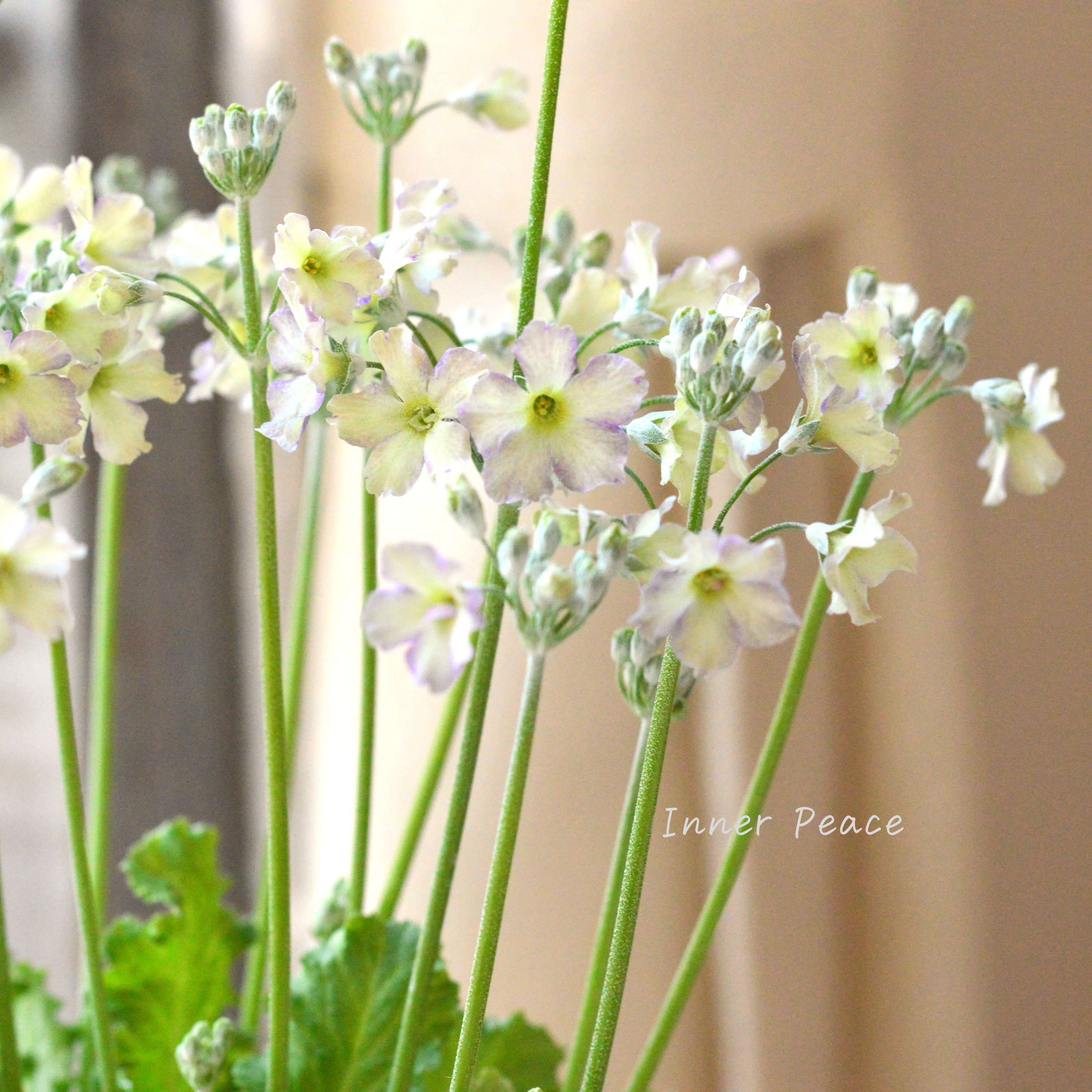 【可憐】 プリムラ マラコイデス 『イーライムピコティ』 3.5寸POT