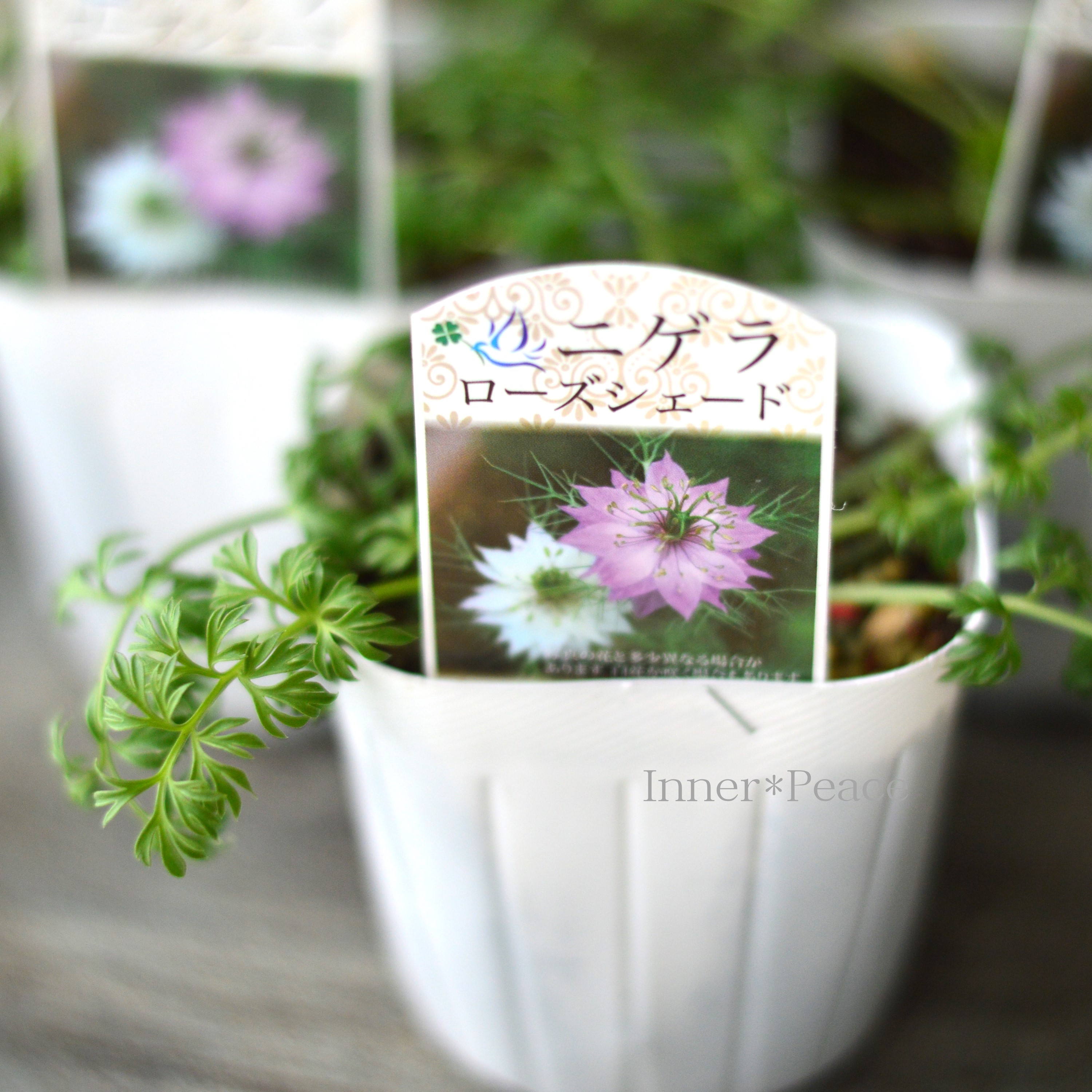 【オシャレ】 ニゲラ 『ローズシェード』植え込み用 3寸POT