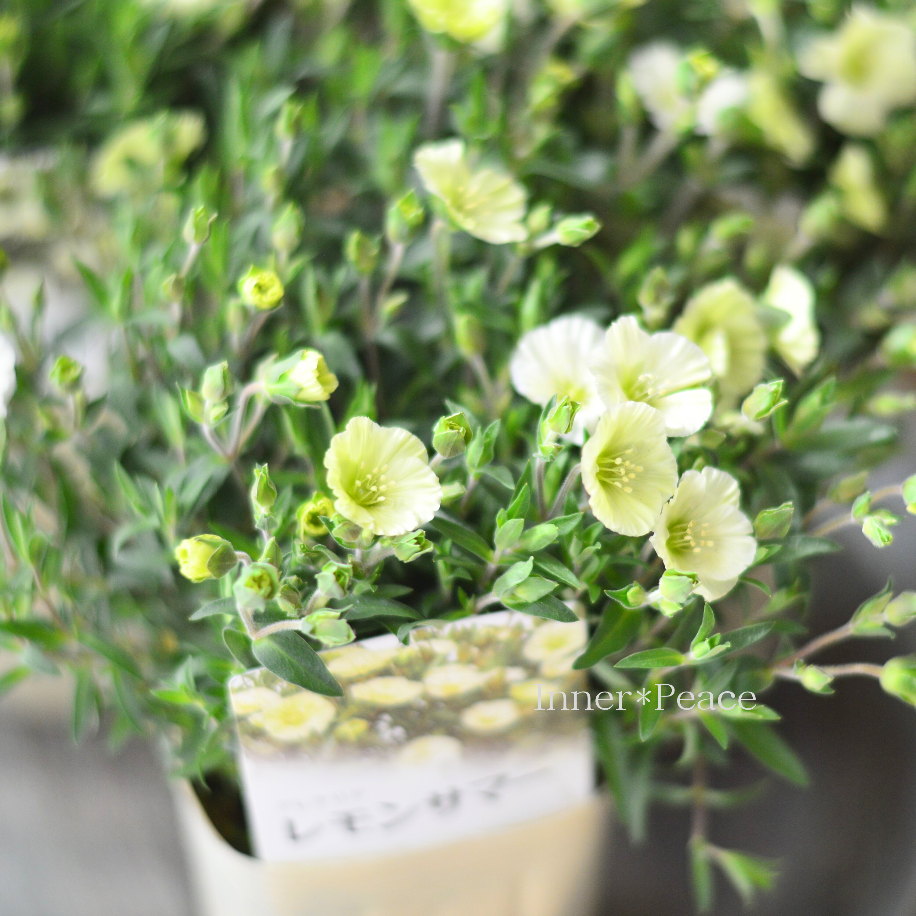 【爽やか】 アレナリア 『レモンサマー』 3.5寸POT