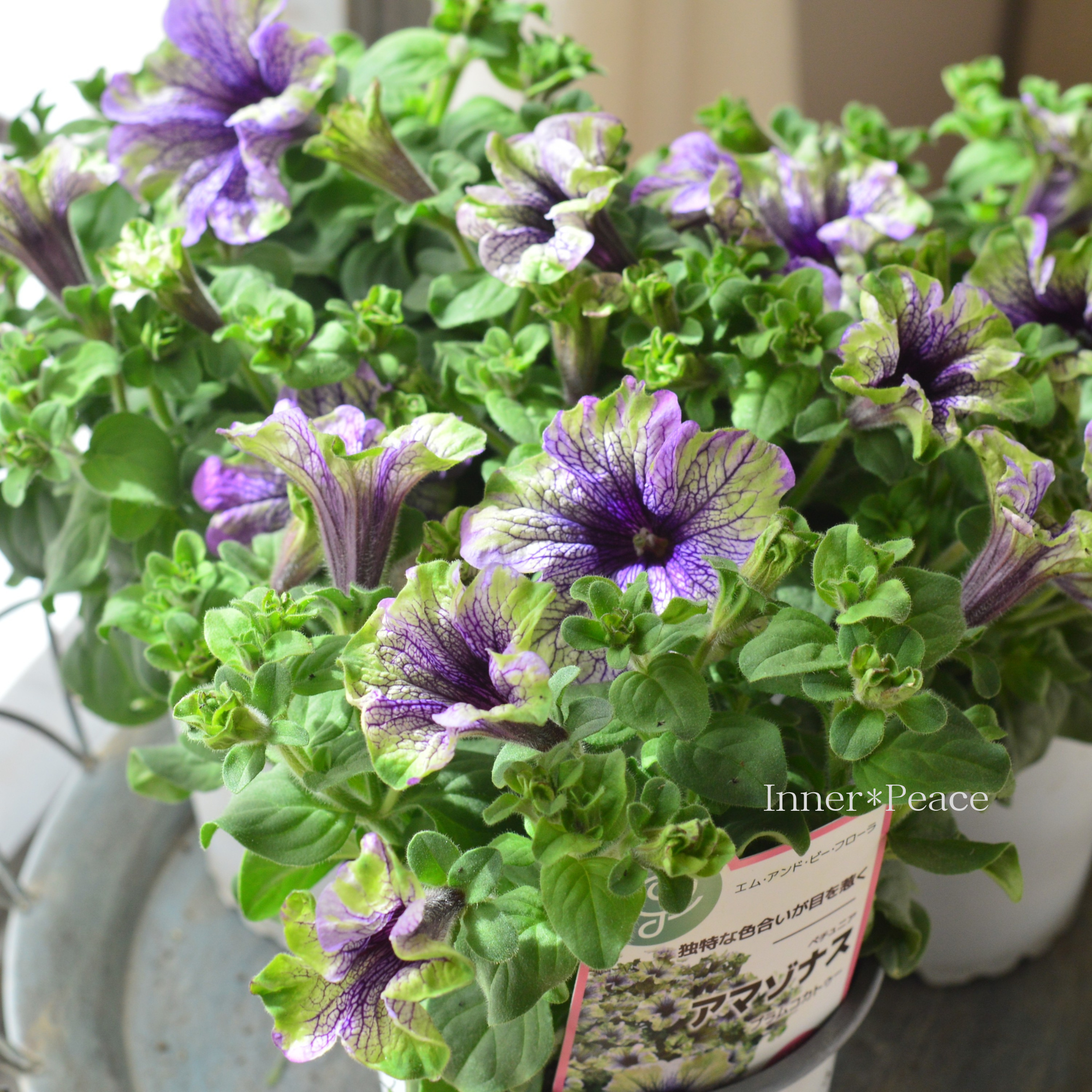 【個性的】 ペチュニア 『アマゾナス・プラムコカトゥー』 4寸POT