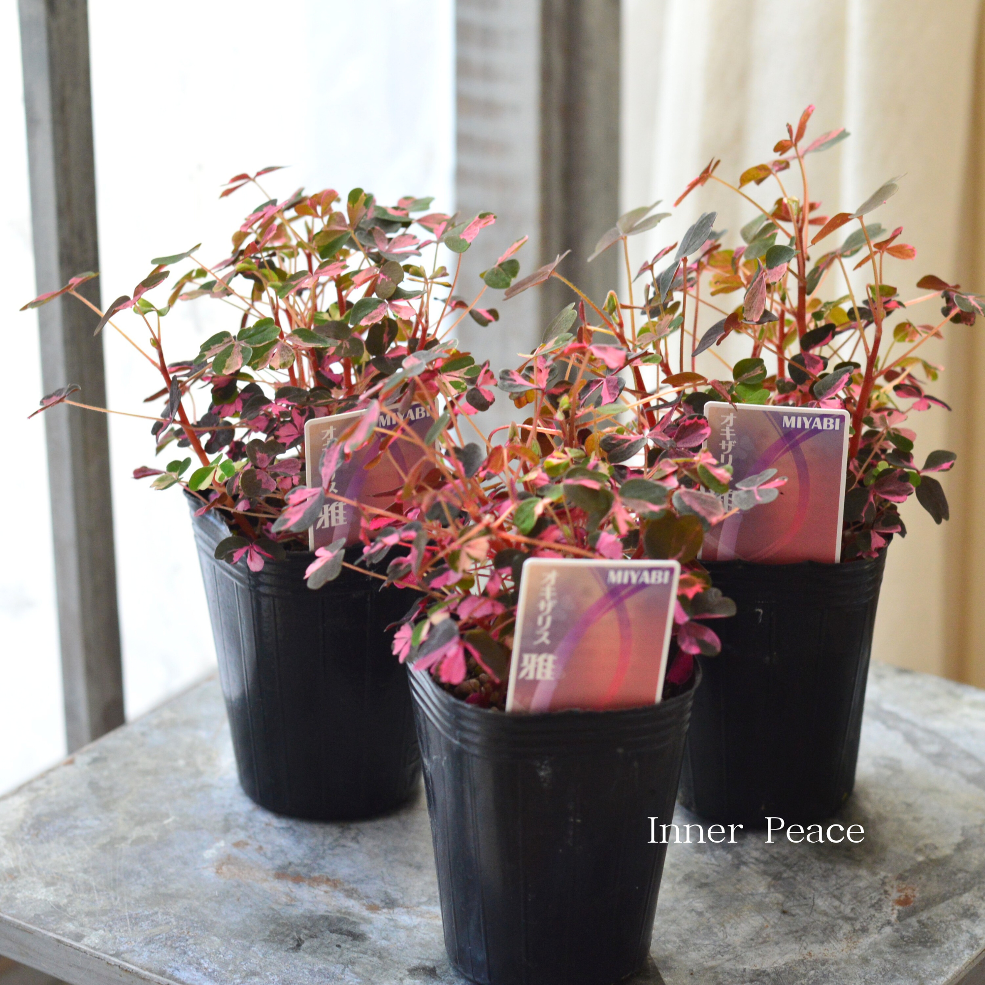 【美しい】 オキザリス 『雅~みやび~』 2.5寸ロングPOT