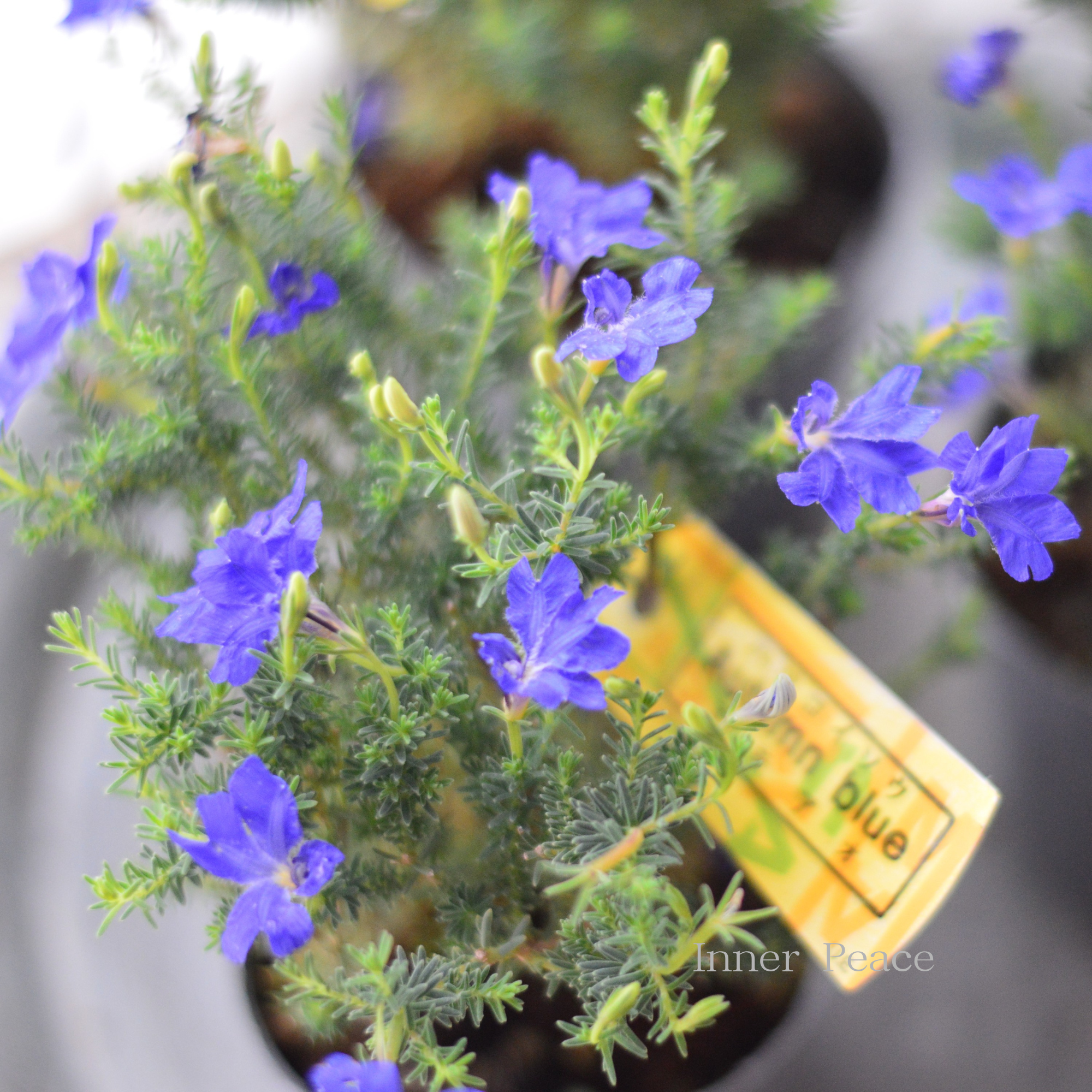 【美しい】 ハツコイソウ 『秋青~アキアオ~』 3寸POT