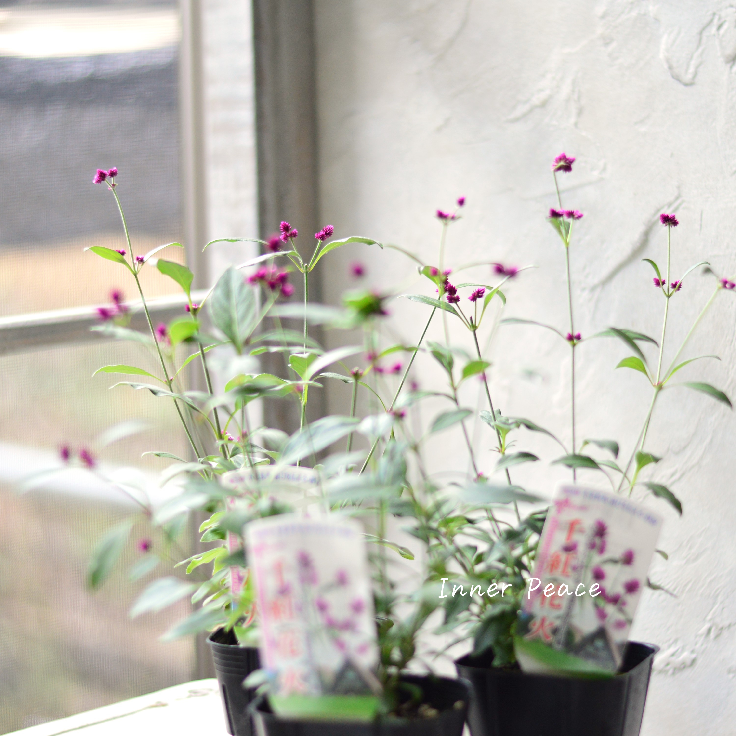 【かわいい】 アルテルナンテラ 『千紅花火』 3寸POT