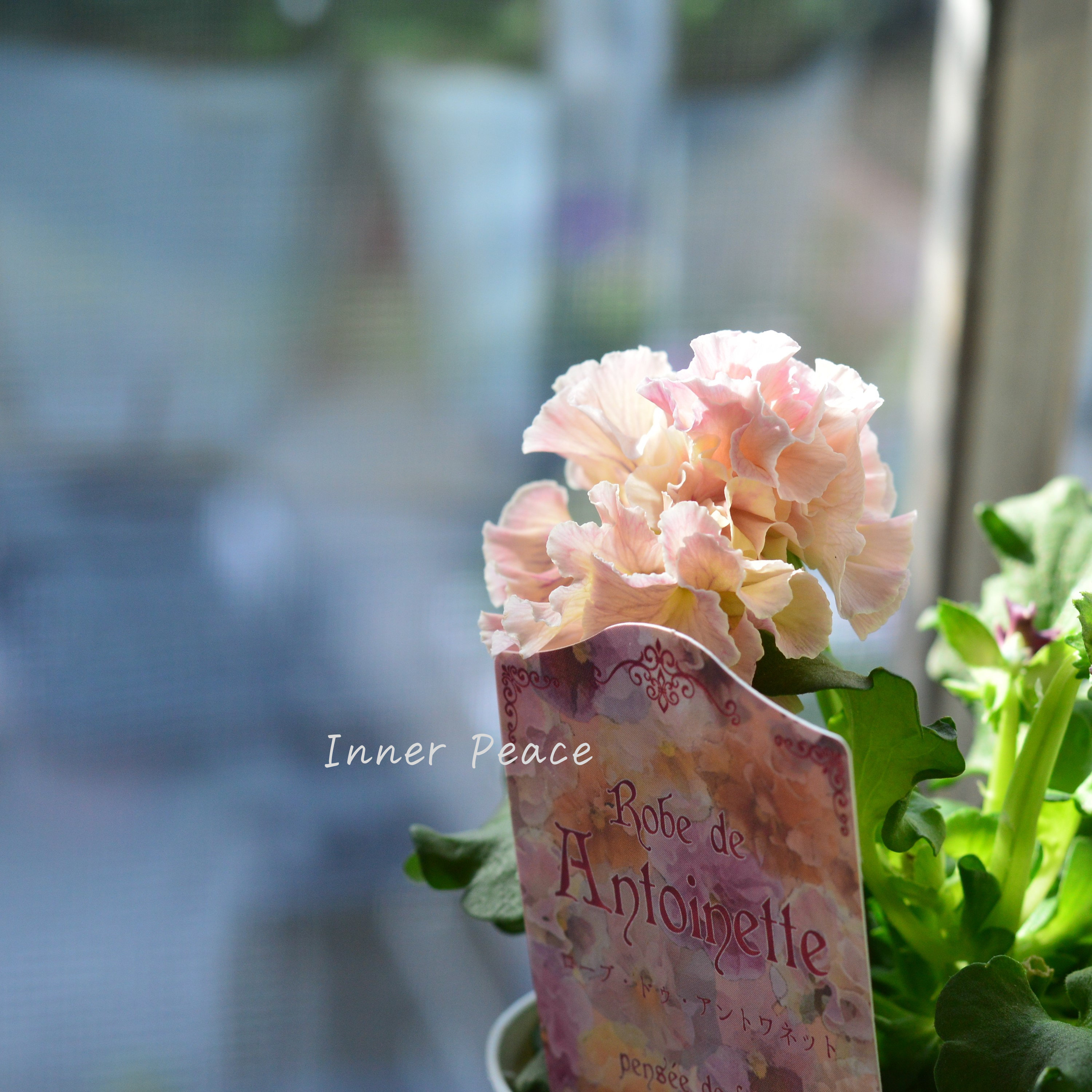 【サトウ園芸さん】 パンジー 『ローブ ドゥ アントワネット』 3.5寸POT