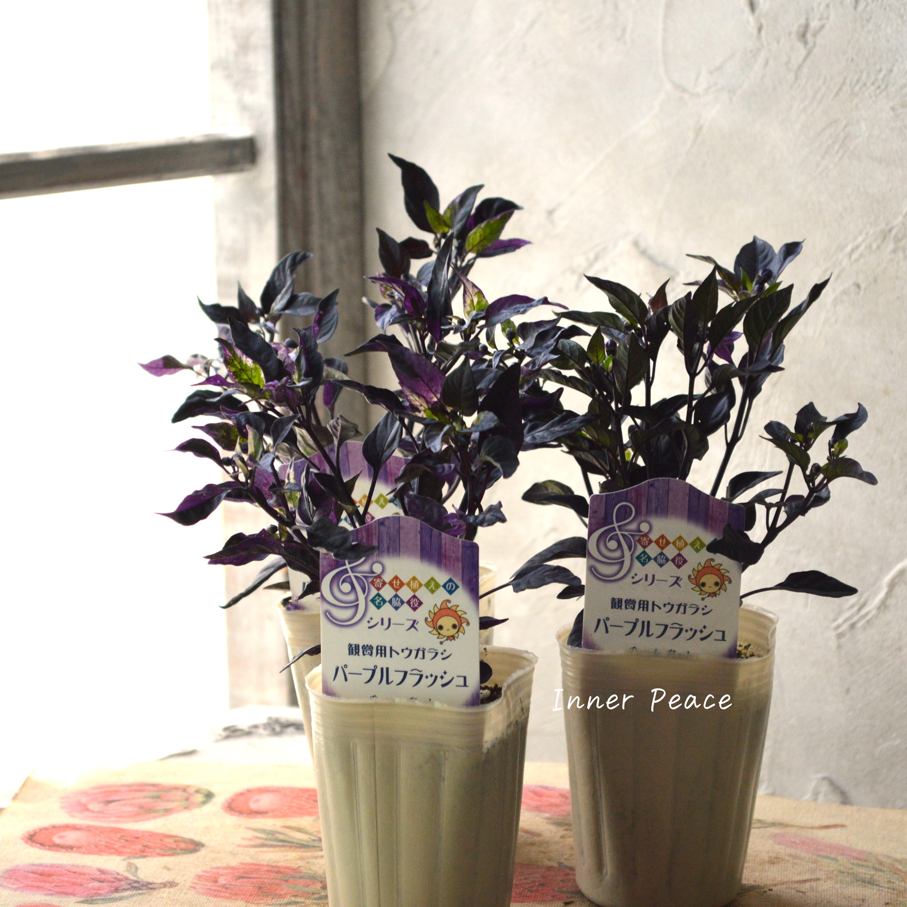 【暑さに強い】 トウガラシ 『パープルフラッシュ』 2.5~3寸POT