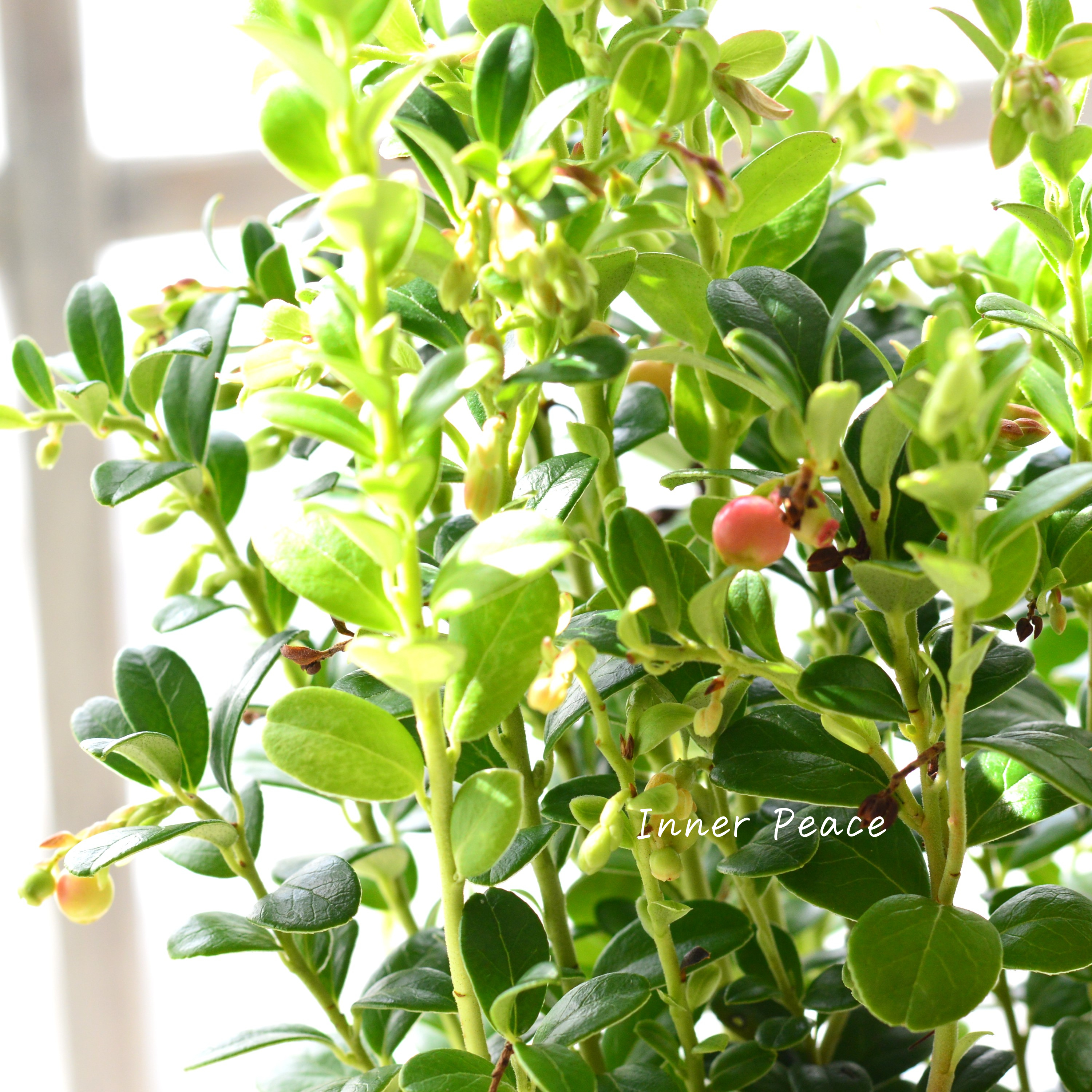 【寒さに強い】 リンゴンベリー 3~3.5寸POT