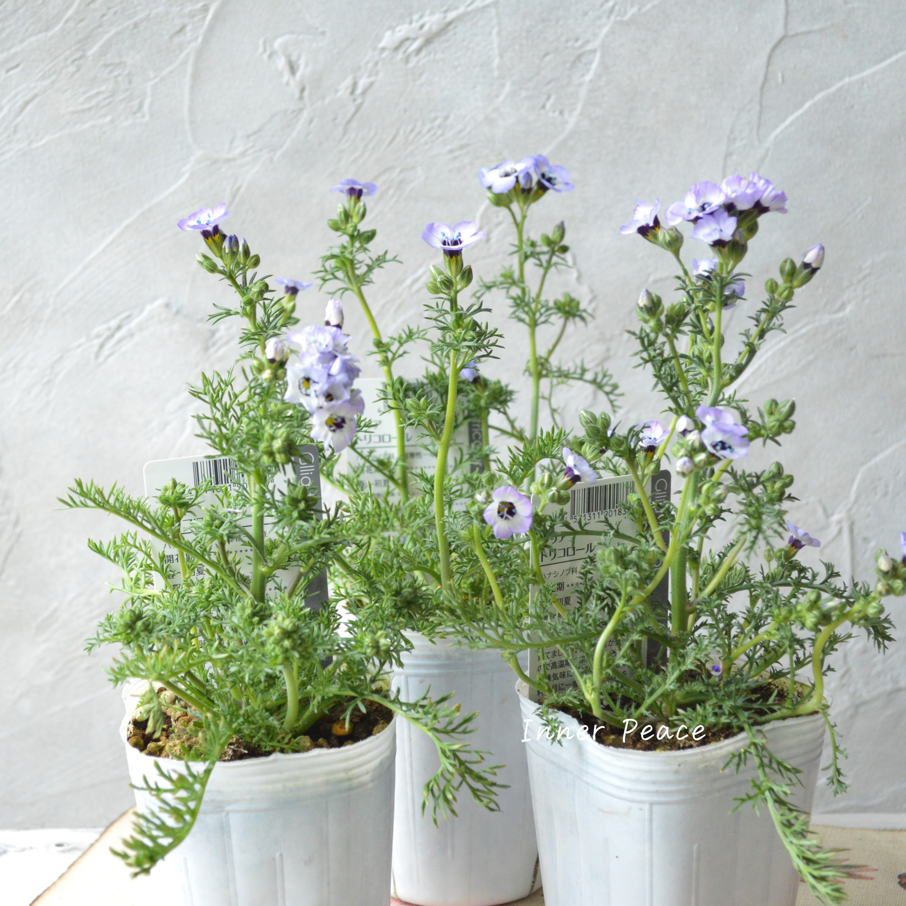 【美しい】 ギリア 『トリコロール』 3寸POT