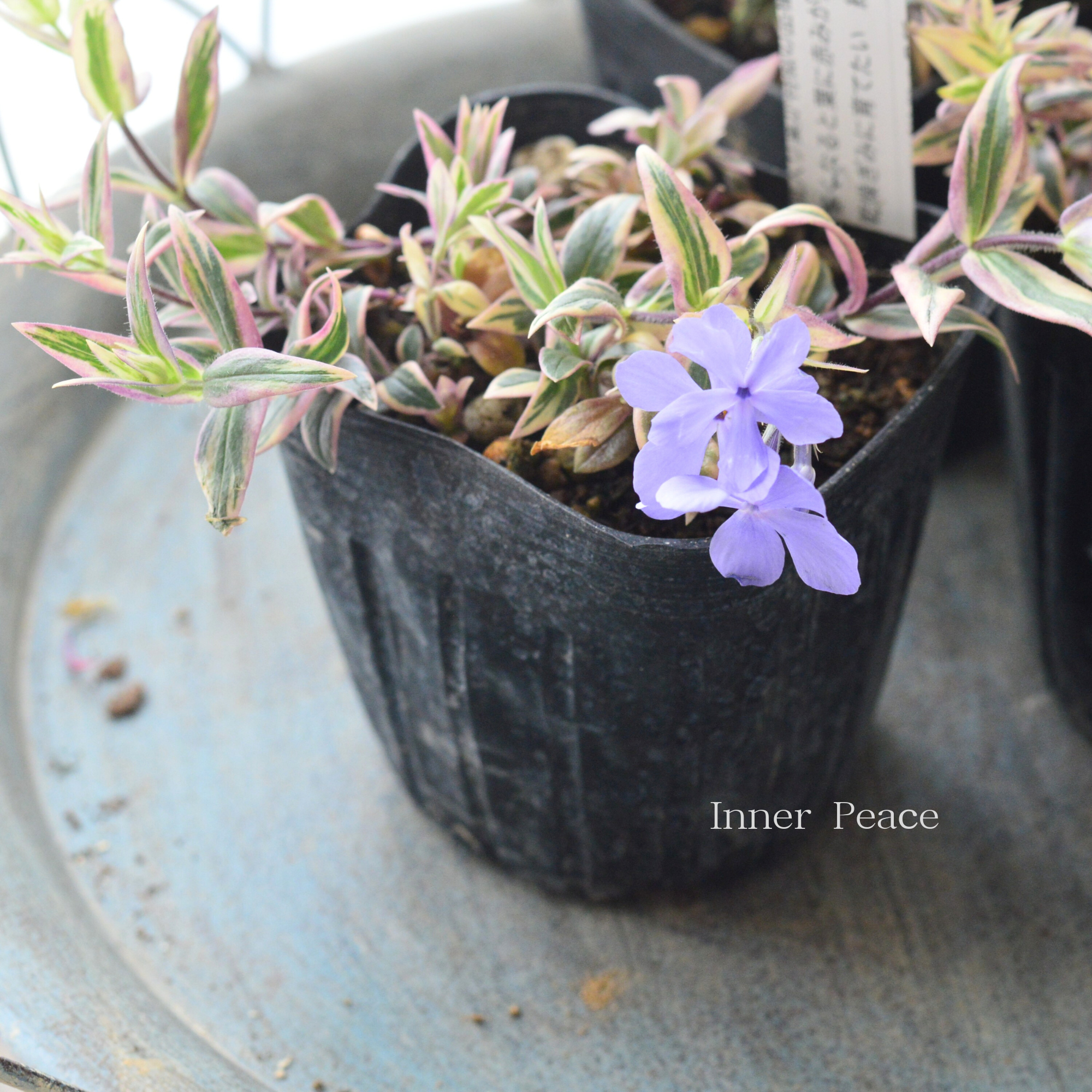 【宿根草】 斑入りフロックス 『モントローザトリカラー』 3寸POT