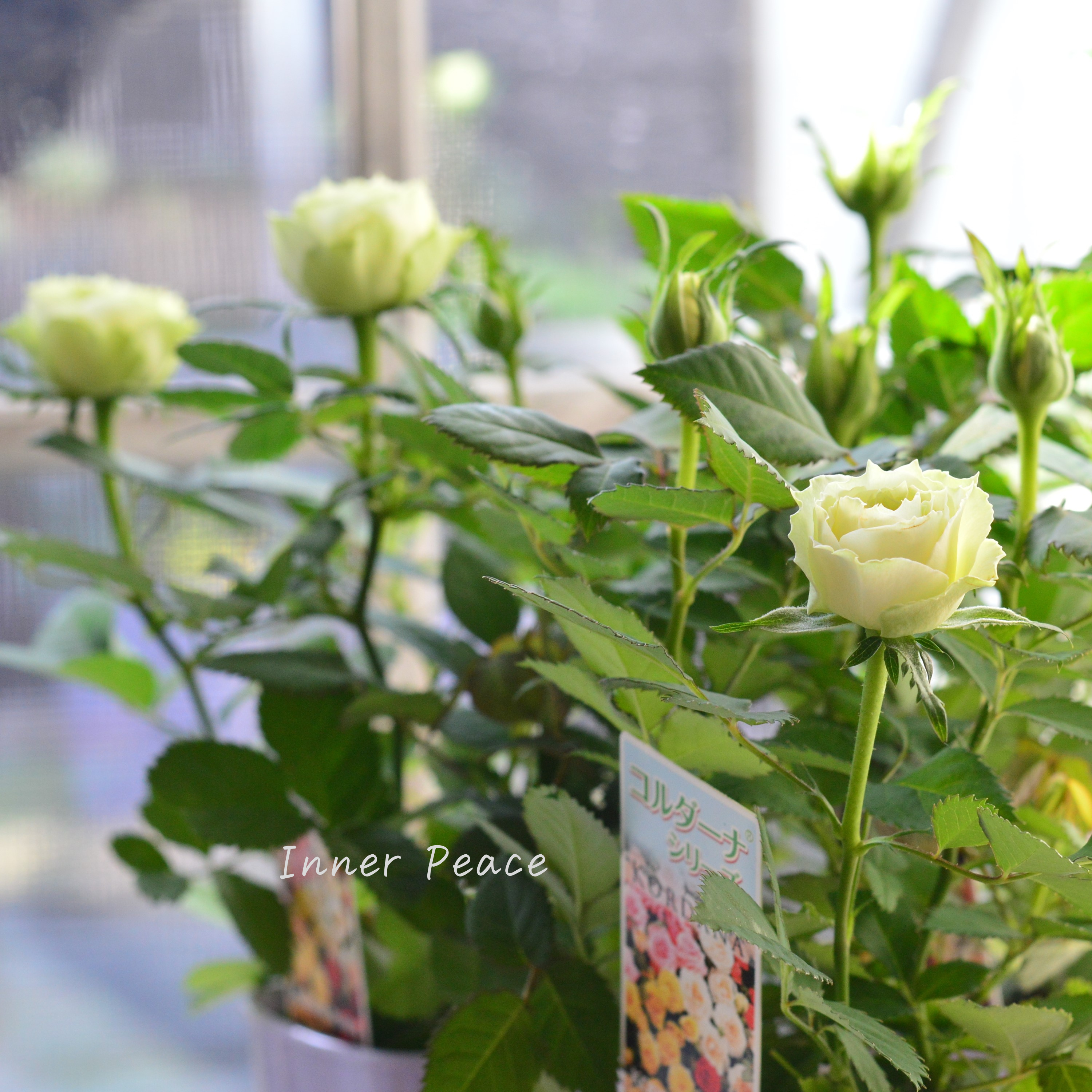 【美しい】ミニ薔薇 『コルダナ・ペパーミント』 3寸POT