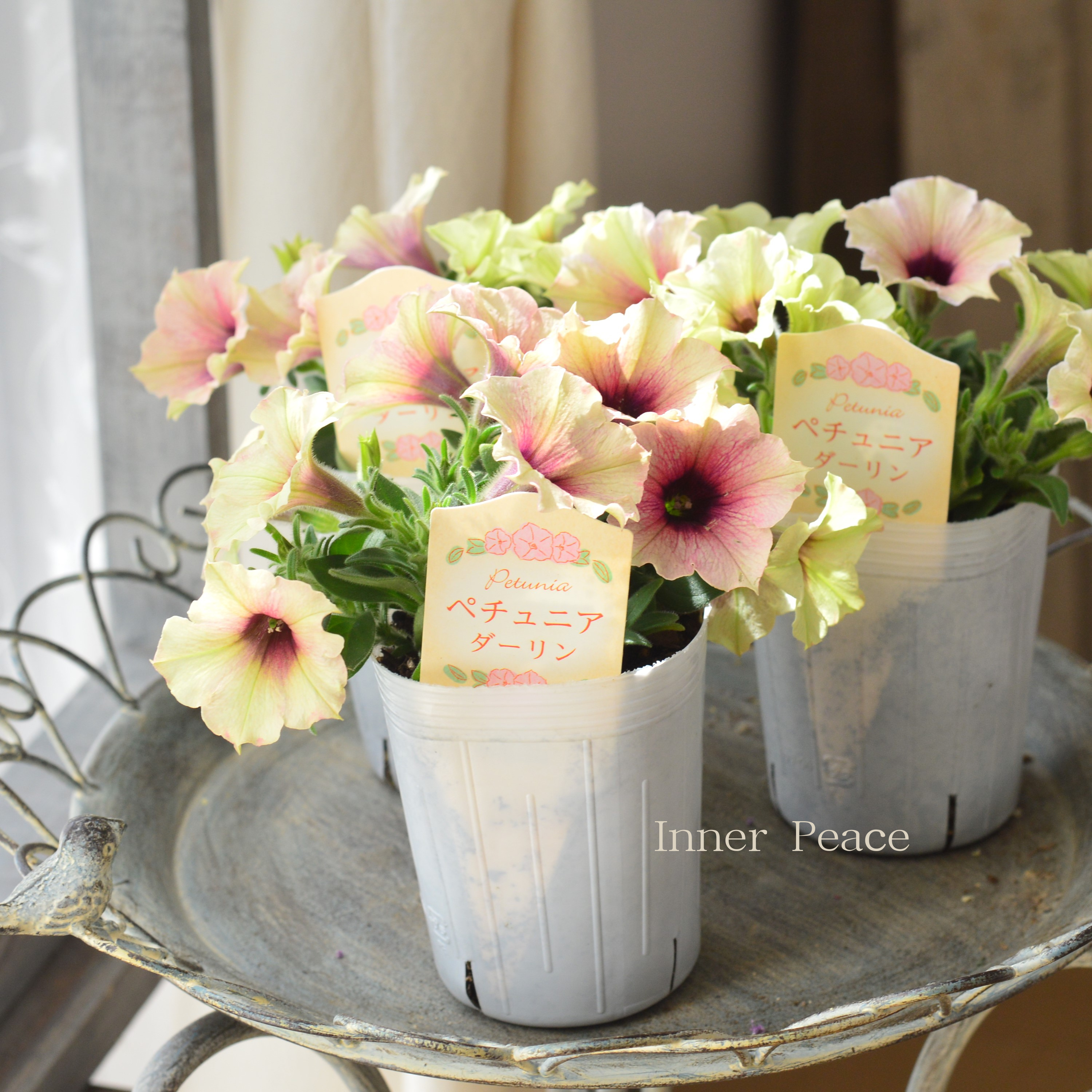 【神花園さん】 ペチュニア 『ダーリン』 3寸ロングPOT
