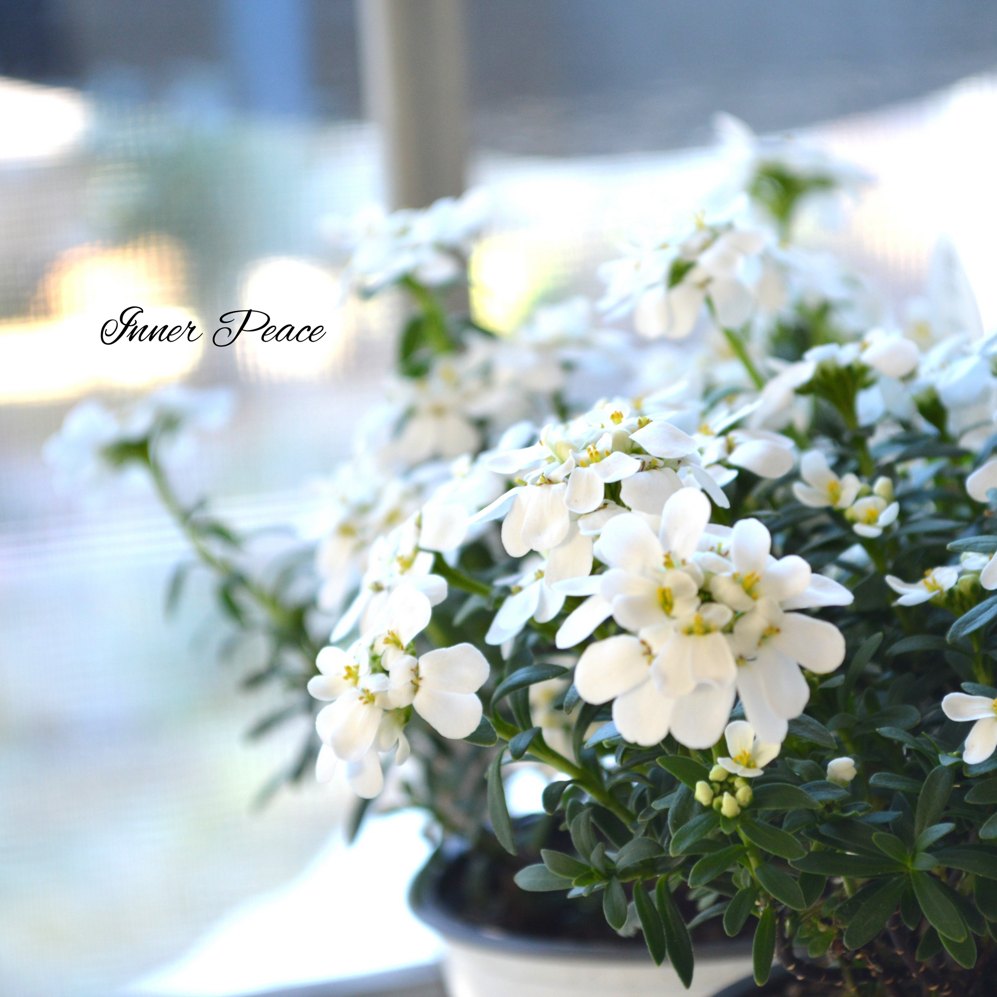 81183dbdb6feb5179a4522b84a62d2