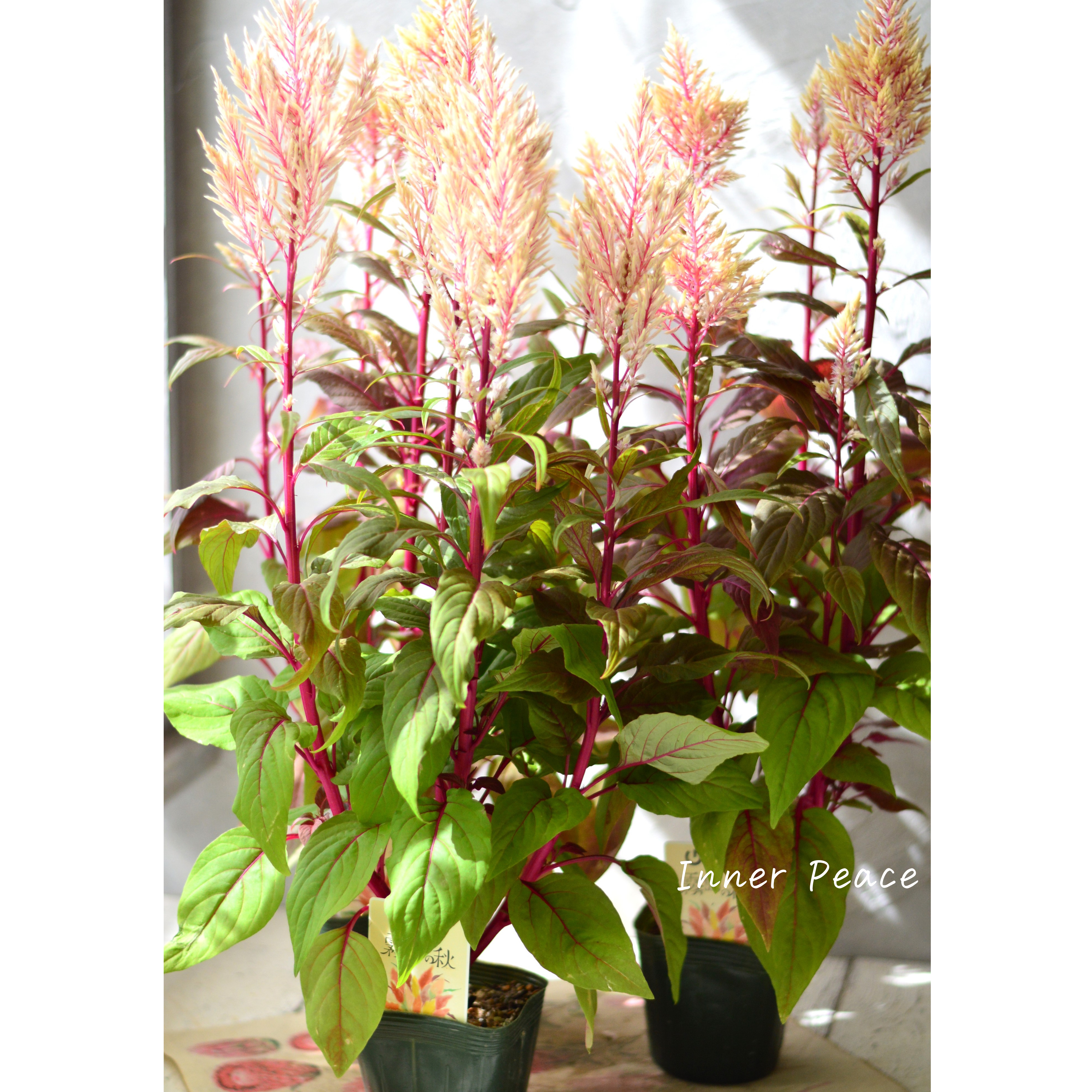 【ゲブラナガトヨさん】 ケイトウ 『霧島の秋・ベージュ』 3.5寸POT