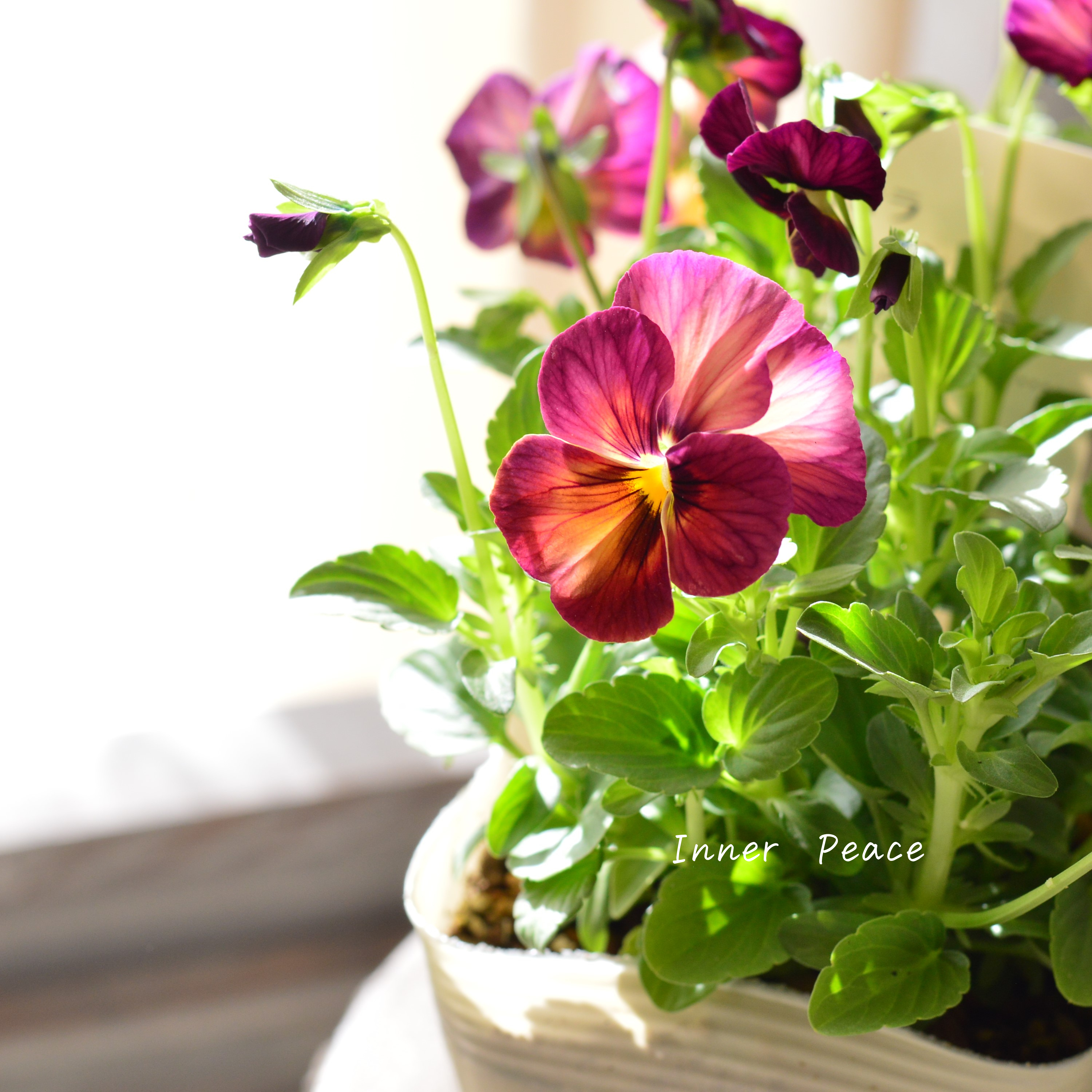 【アンティーク】 ビオラ・なごみももか 『しんしん』 3.5寸POT