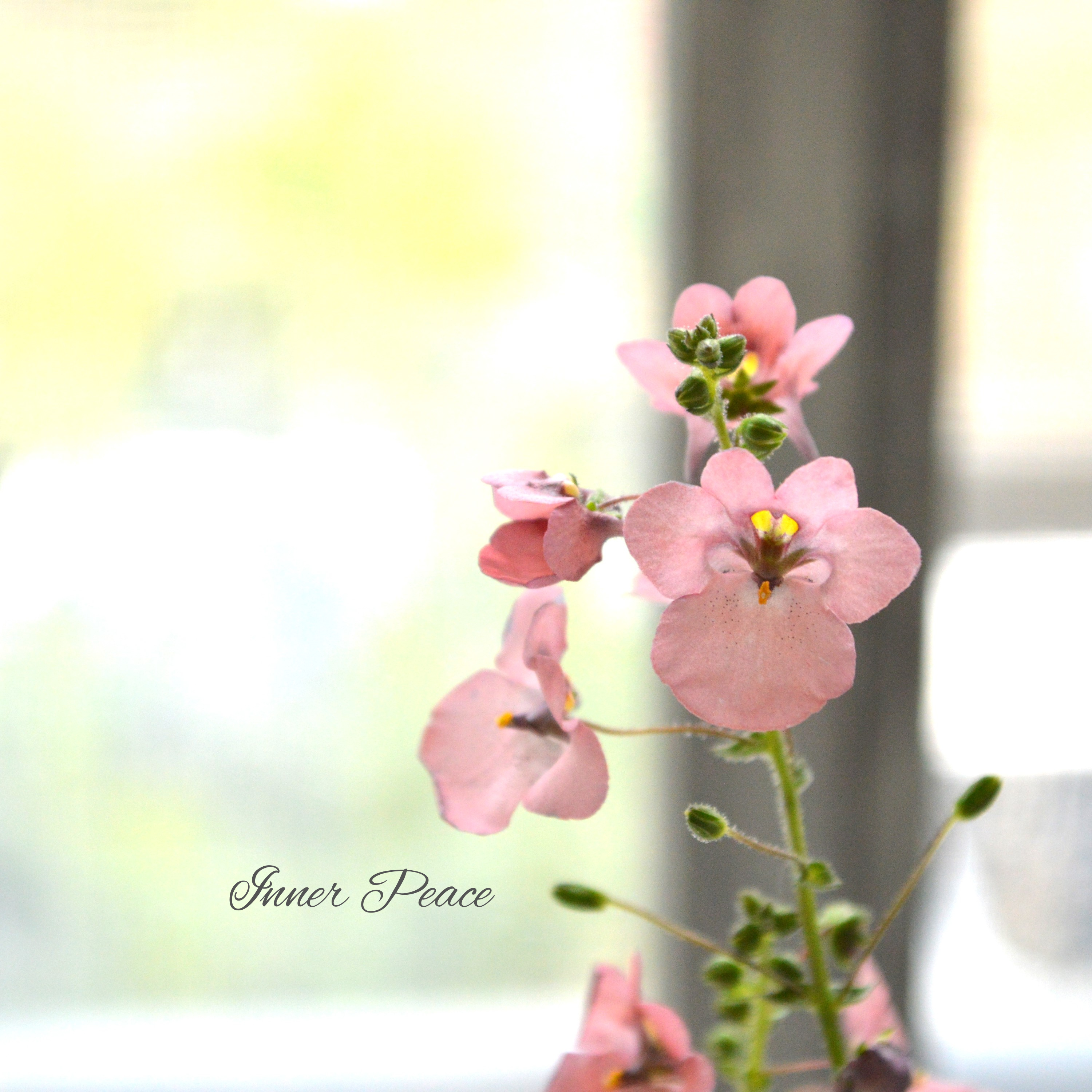 【ナラフラさん】 ディアスシア 『グレーアッシュピーチ』 3寸ロングPOT