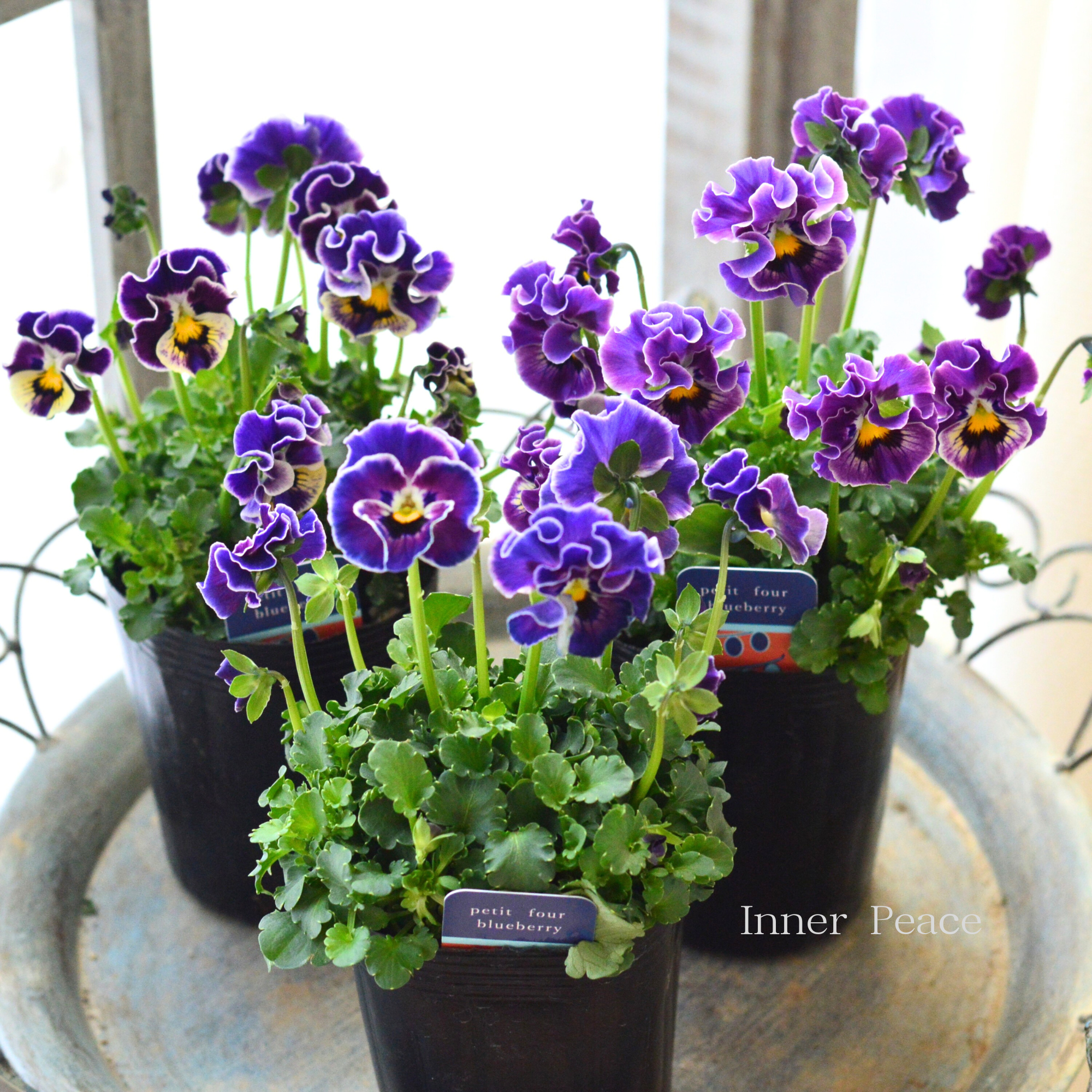 【ハルグリンさん】 ビオラ 『プティフール・ブルーベリー』 3寸POT