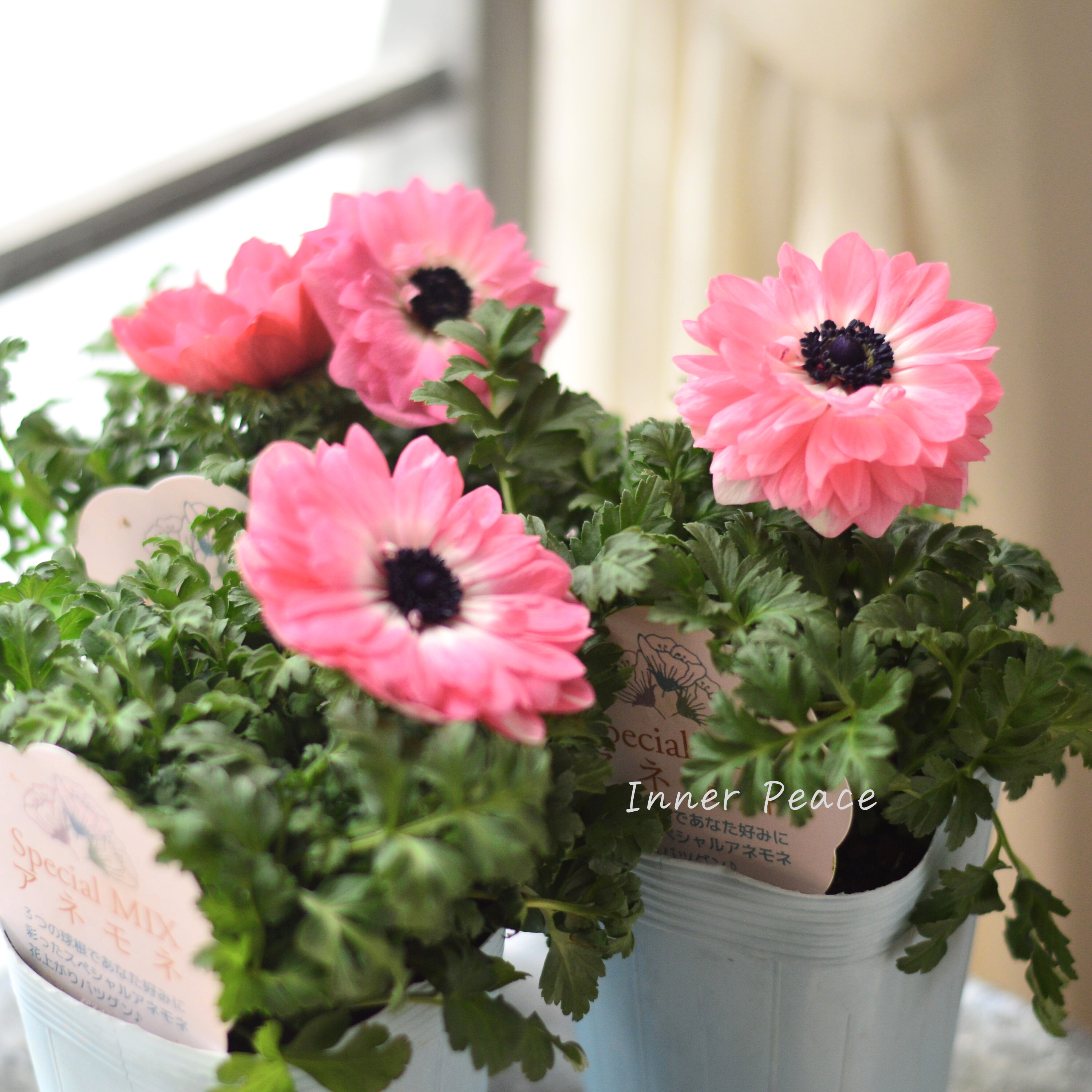 【神花園さん】 3本植え! 八重咲きスペシャルミックスアネモネ 『ピンク』 3.5寸ロングPOT