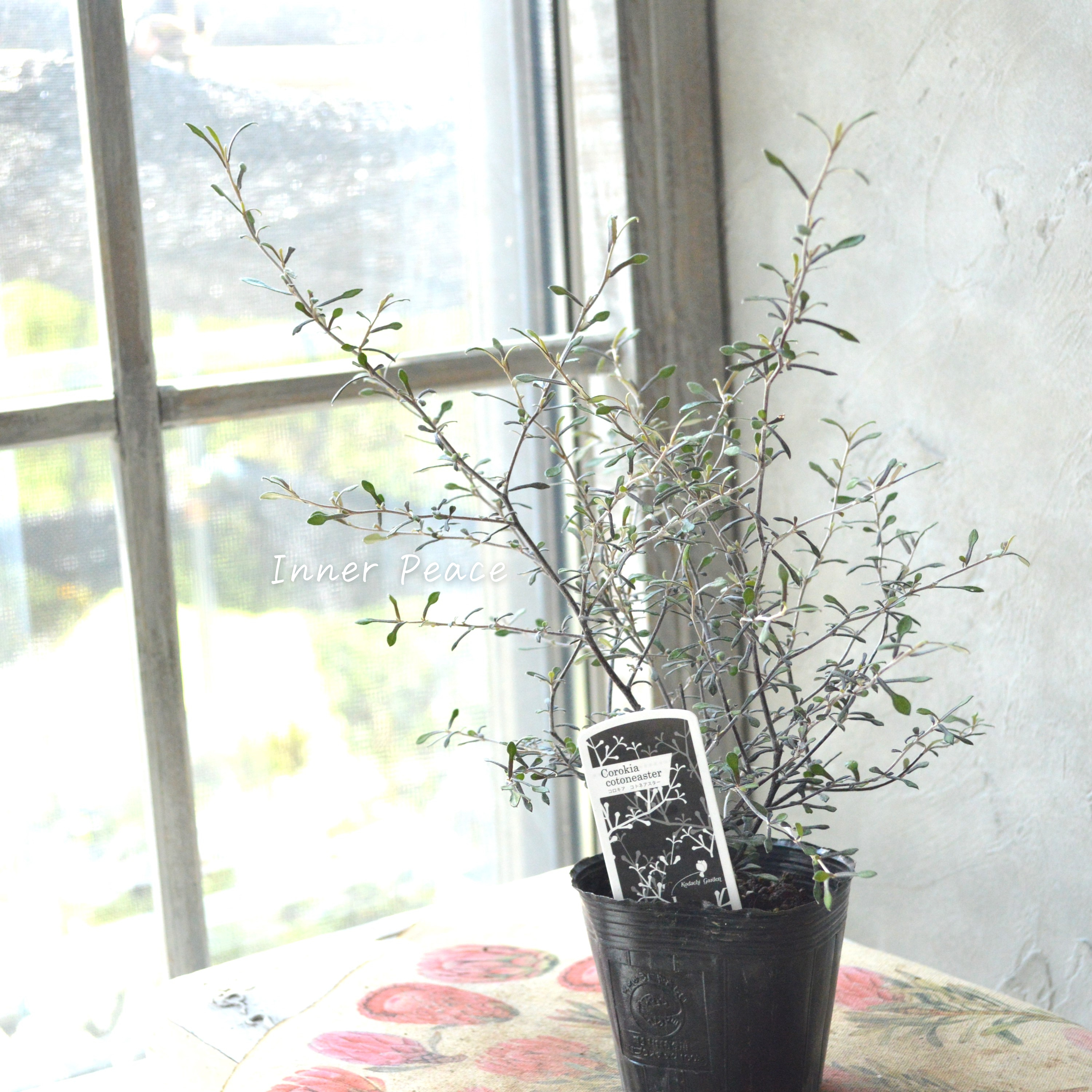 【オシャレ】 コロキア 『コトネアスター』 3寸POT