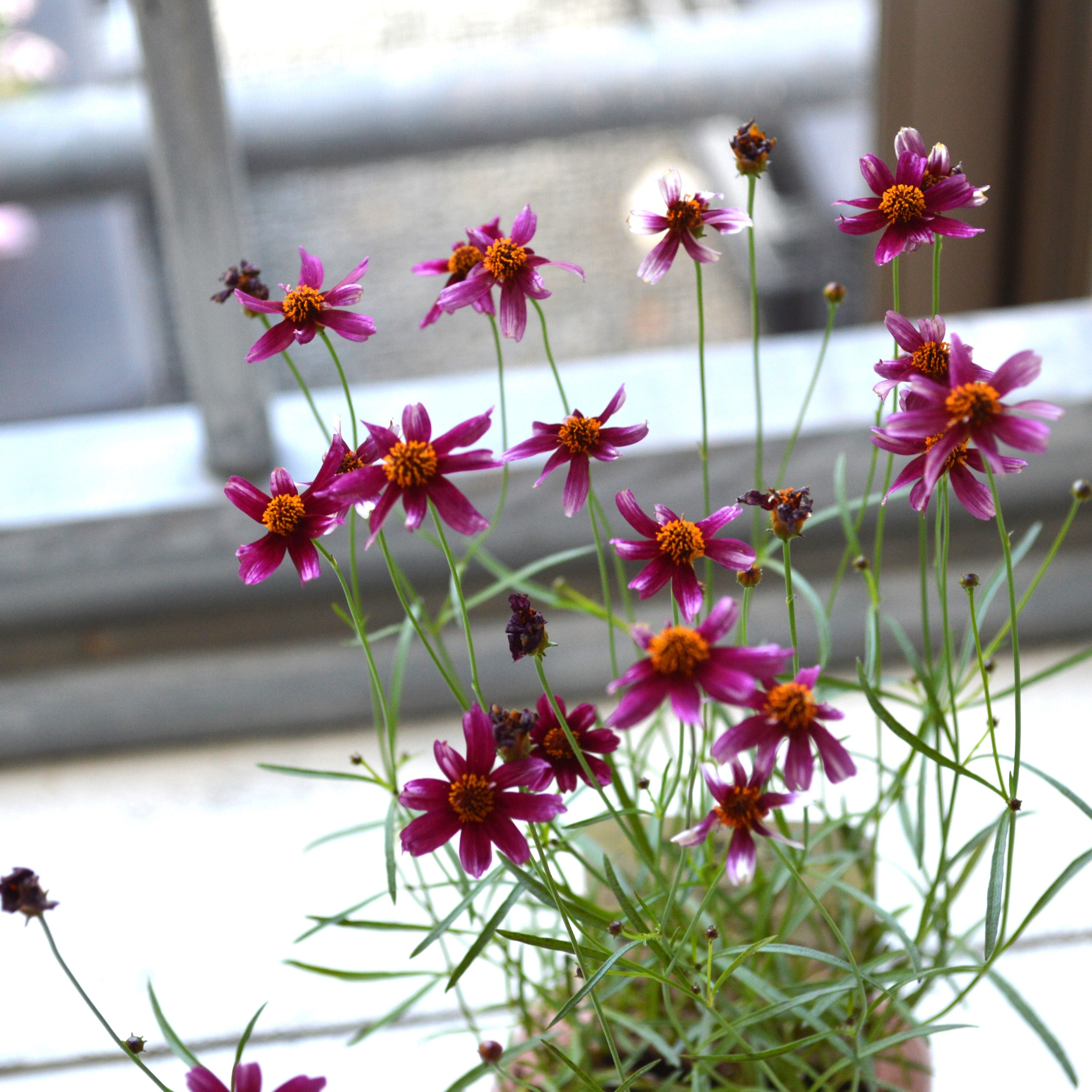 【アンティーク色】コレオプシス『ウリドリーム・ルージュ』 3寸POT