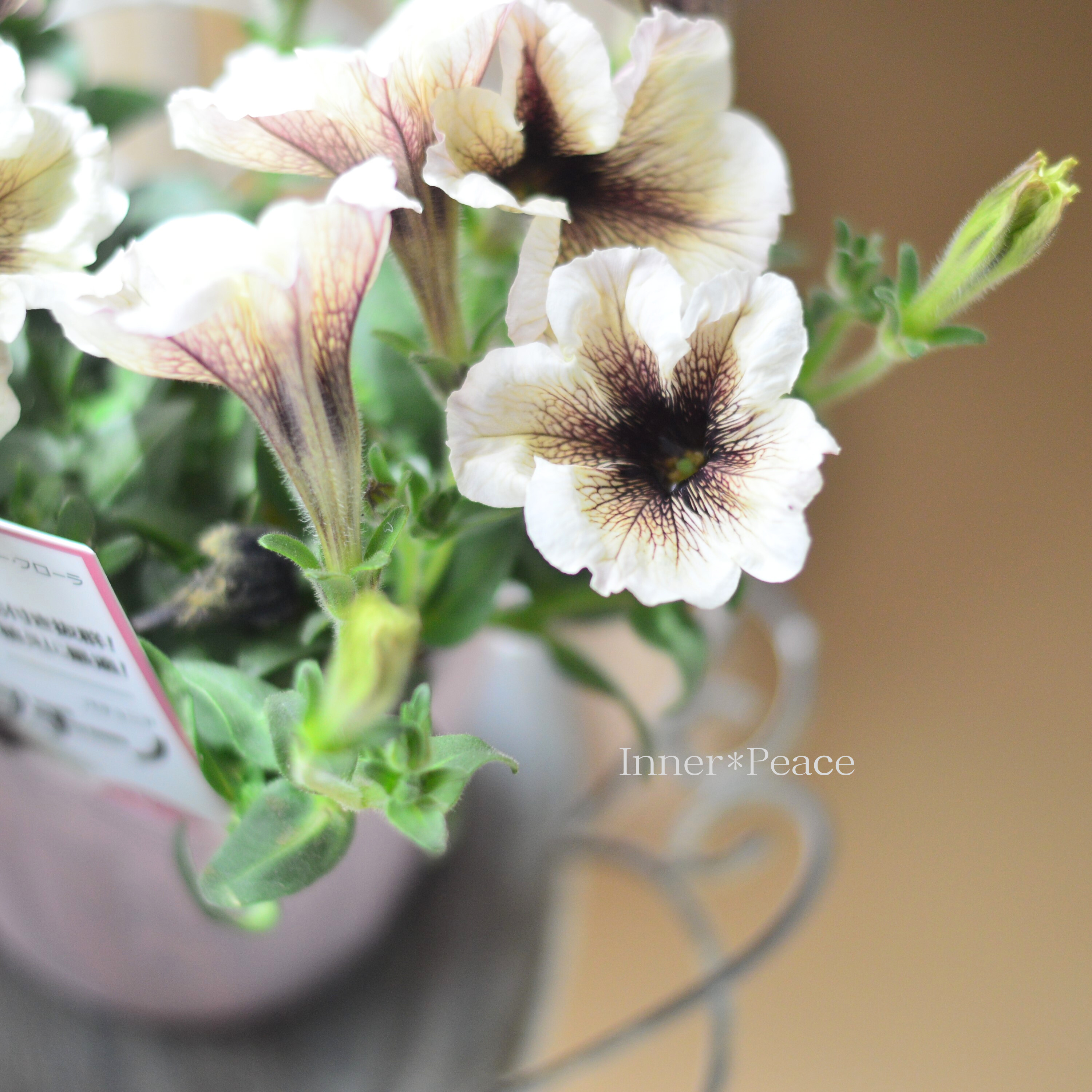 【オシャレ】 ペチュニア 『カプチーノ』 3.5寸POT