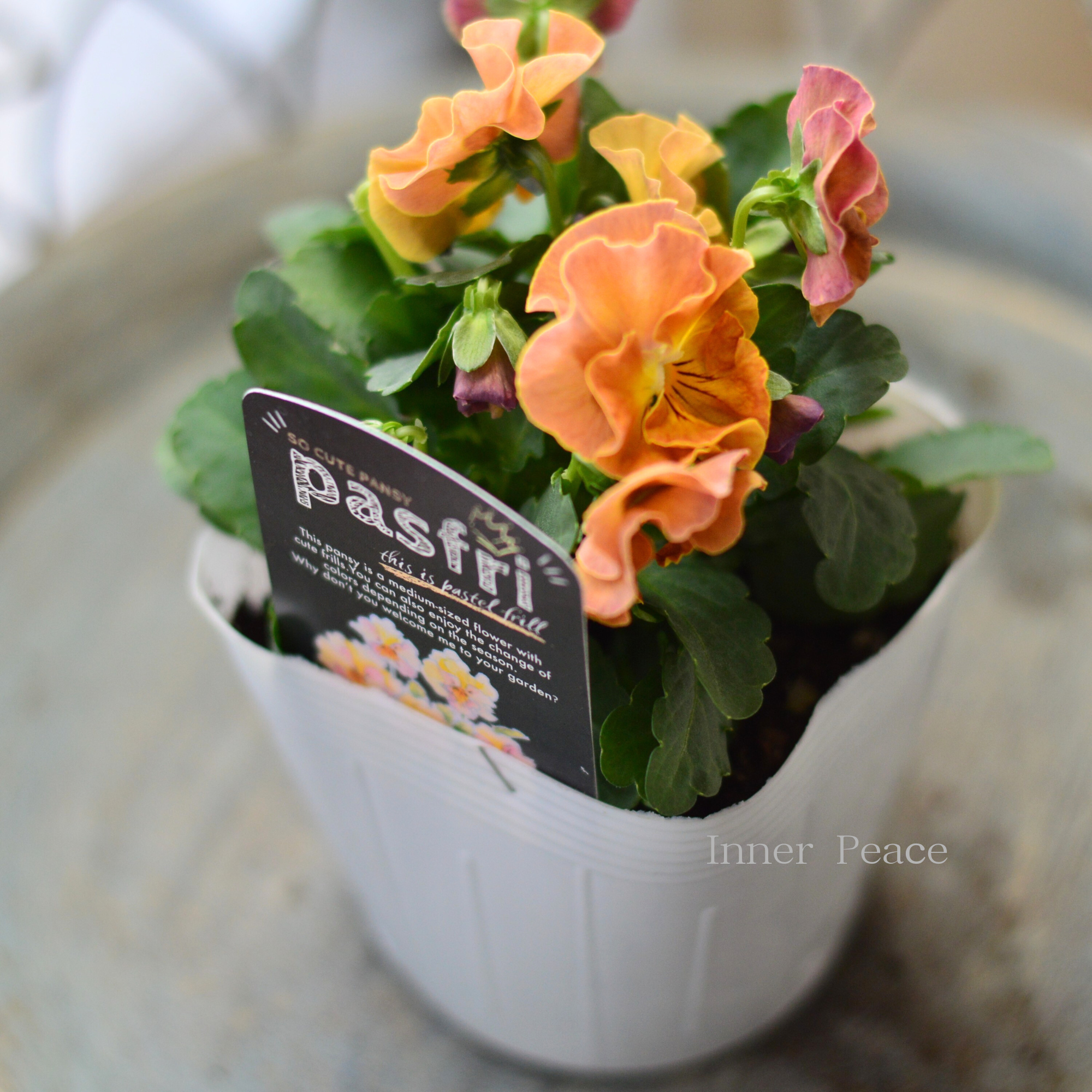 【桂楓園さんオリジナル】 パンジー 『pasfri ~パスフリ~』 3.5寸POT