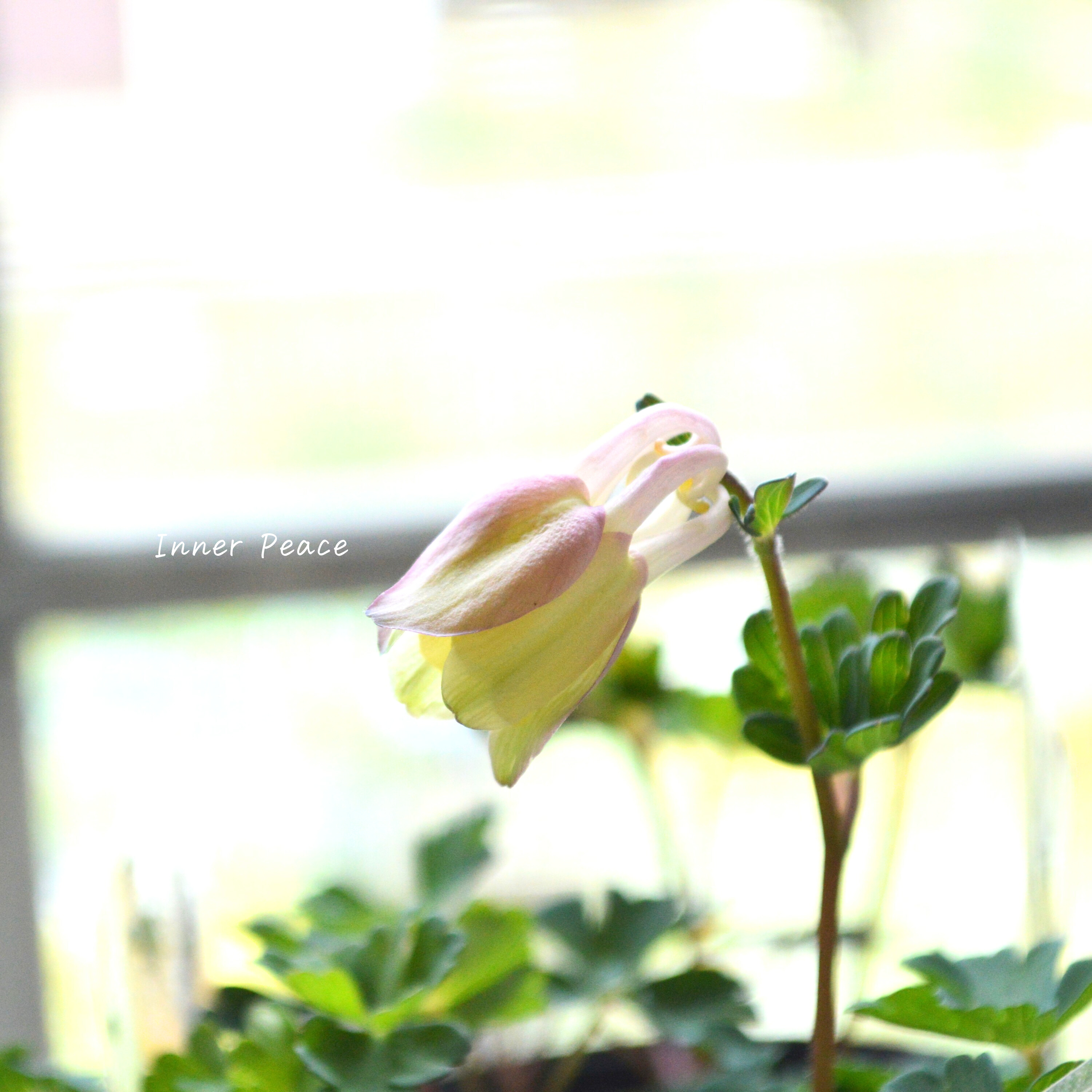 【美しい】 深山オダマキ 『桃花』 3寸POT