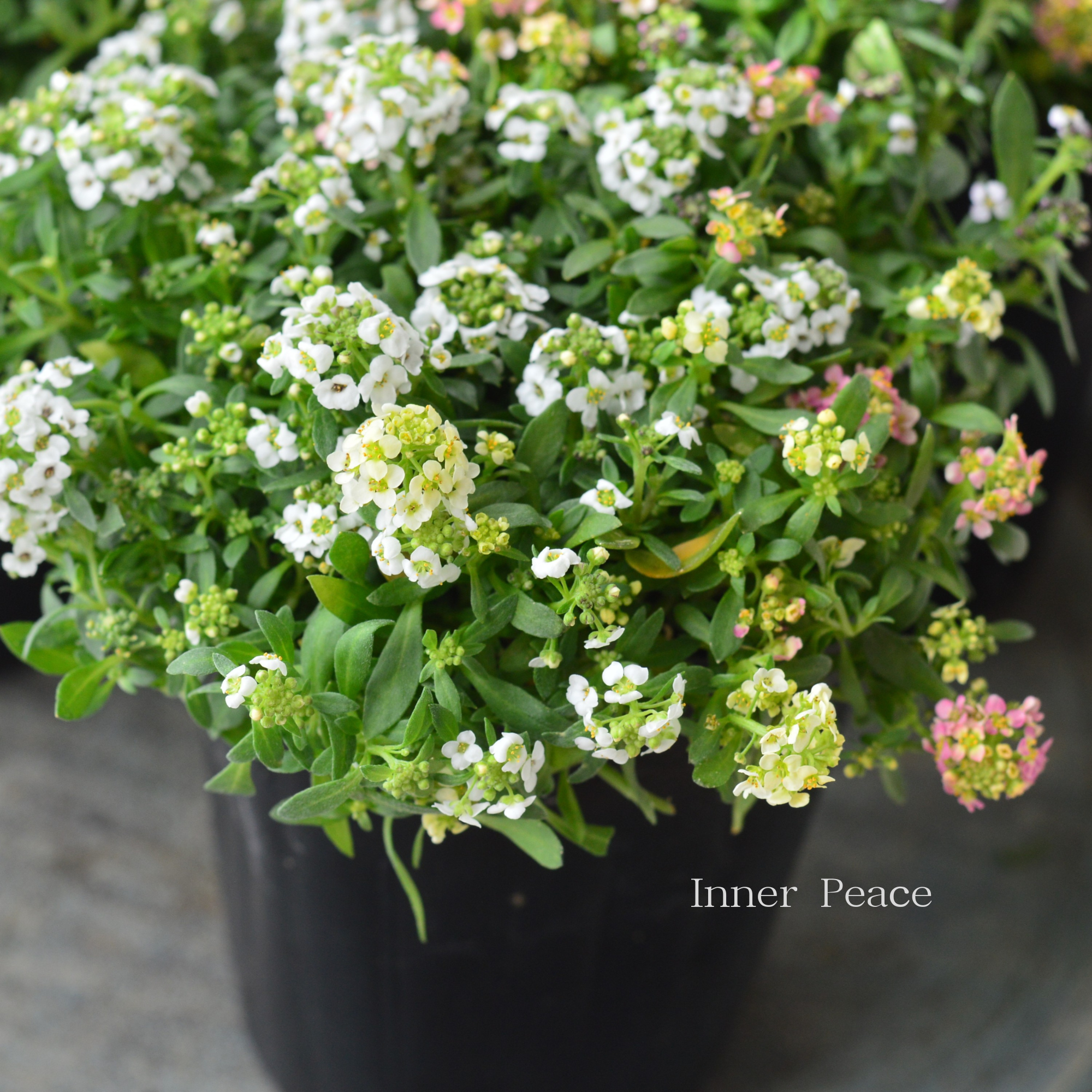 【3本植え】 スイートアリッサム 『ホワイト・アプリコット・イエローミックス』 3寸POT