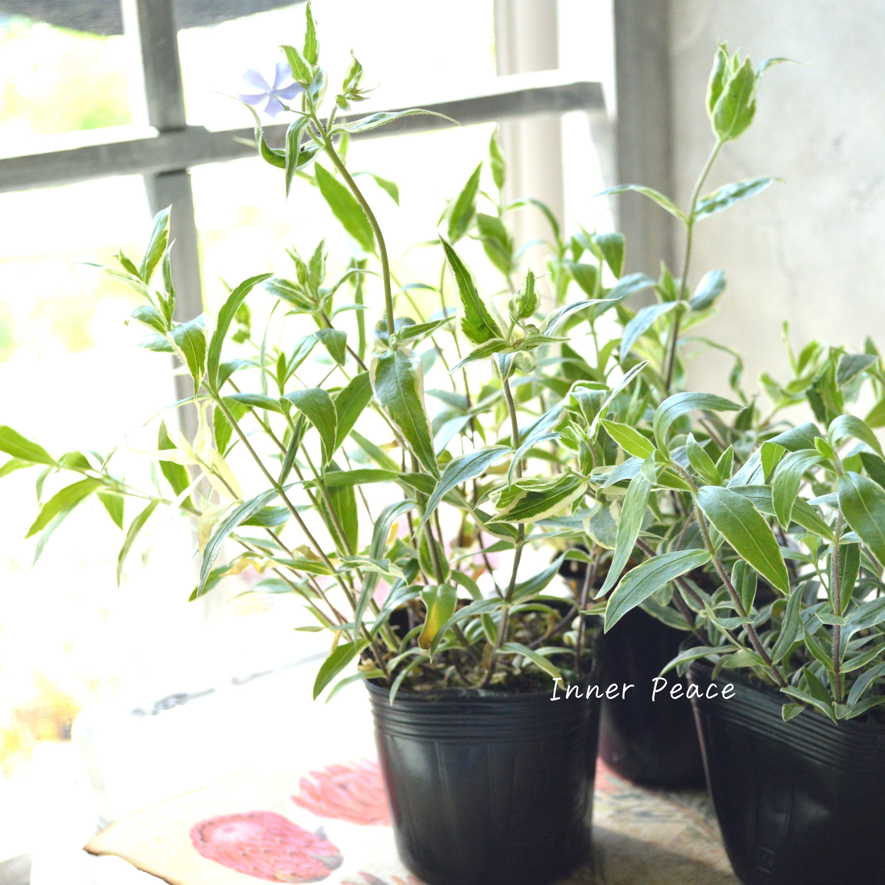 【宿根草】 斑入りフロックス 『モントローザトリカラー』 3寸POT